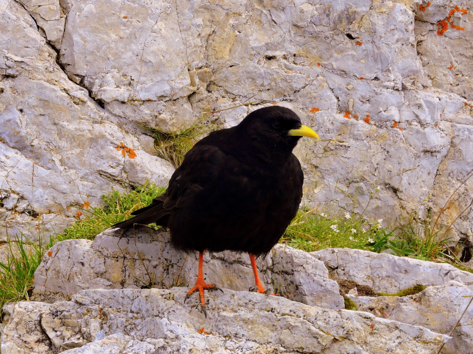 Nikon Coolpix P600 sample photo. Merlo, bird, animal photography