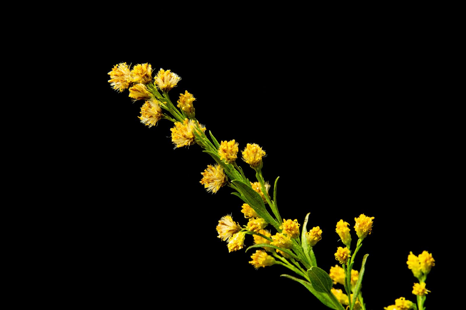 Nikon D7100 sample photo. Flowers, yellow, green photography