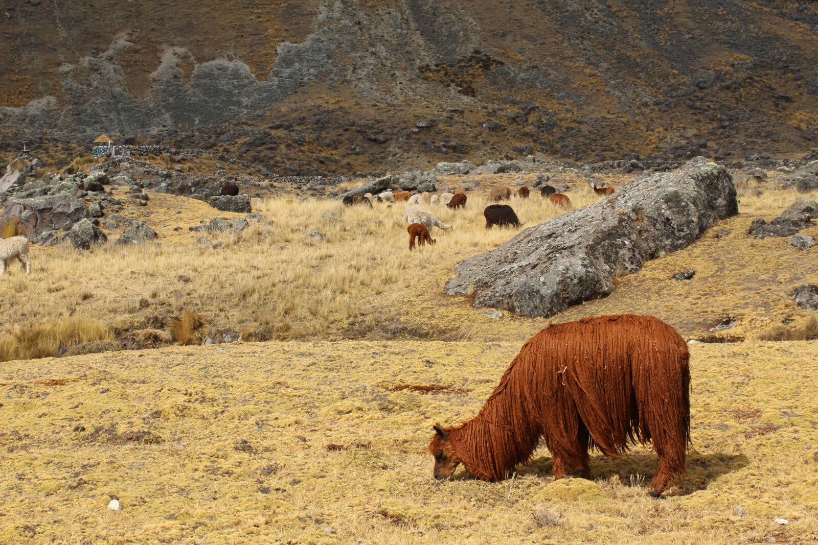 Canon EOS 1300D (EOS Rebel T6 / EOS Kiss X80) sample photo. Alpaca, peru, skins photography