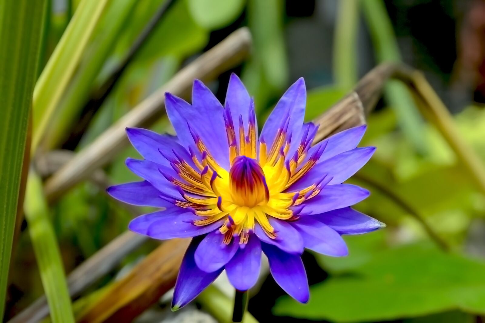 Nikon D3100 sample photo. Flower, bright, oriental photography