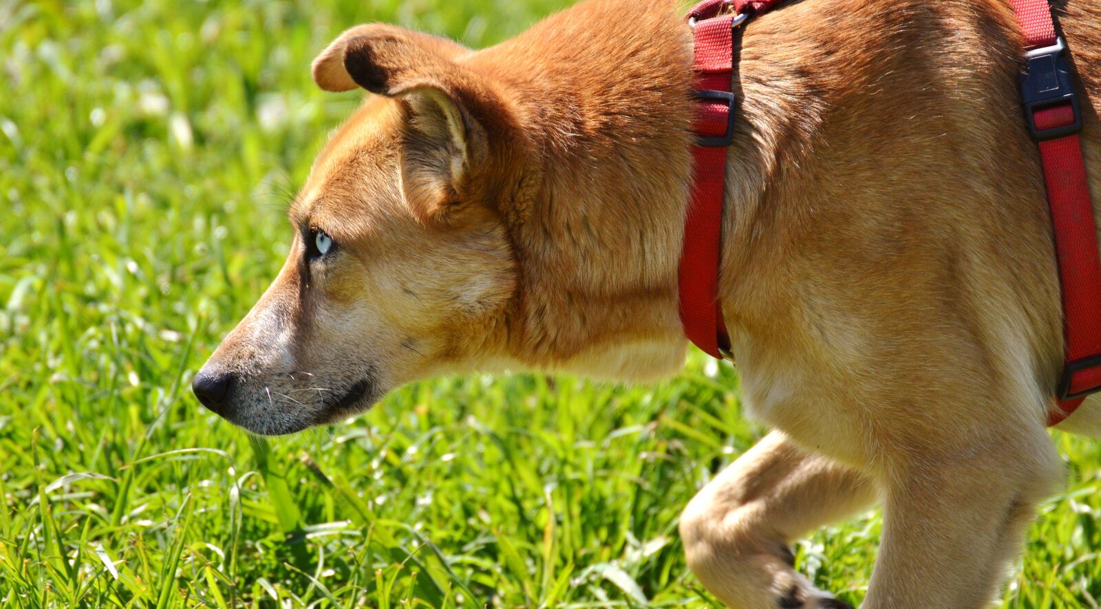 Nikon D3200 sample photo. Dog, animal, different eye photography