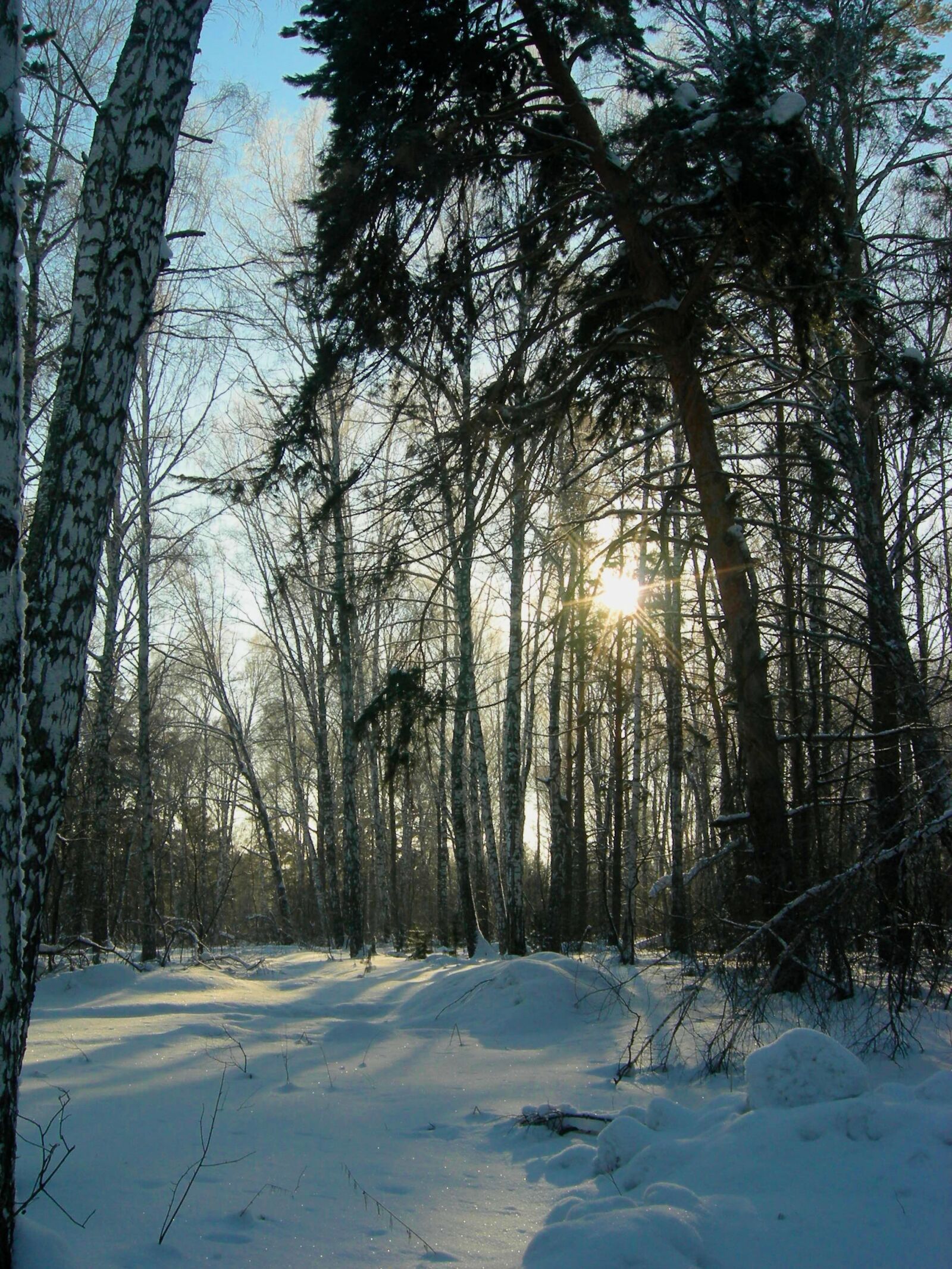 Nikon COOLPIX P2 sample photo. Forest, winter forest, trees photography