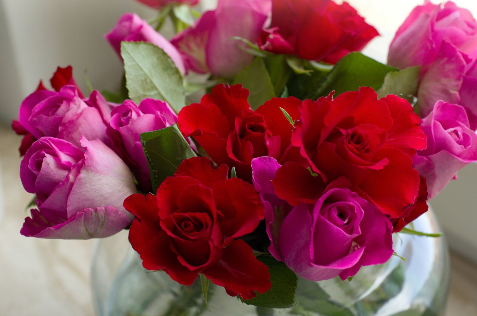 Nikon D7000 sample photo. Rose, red, flower photography