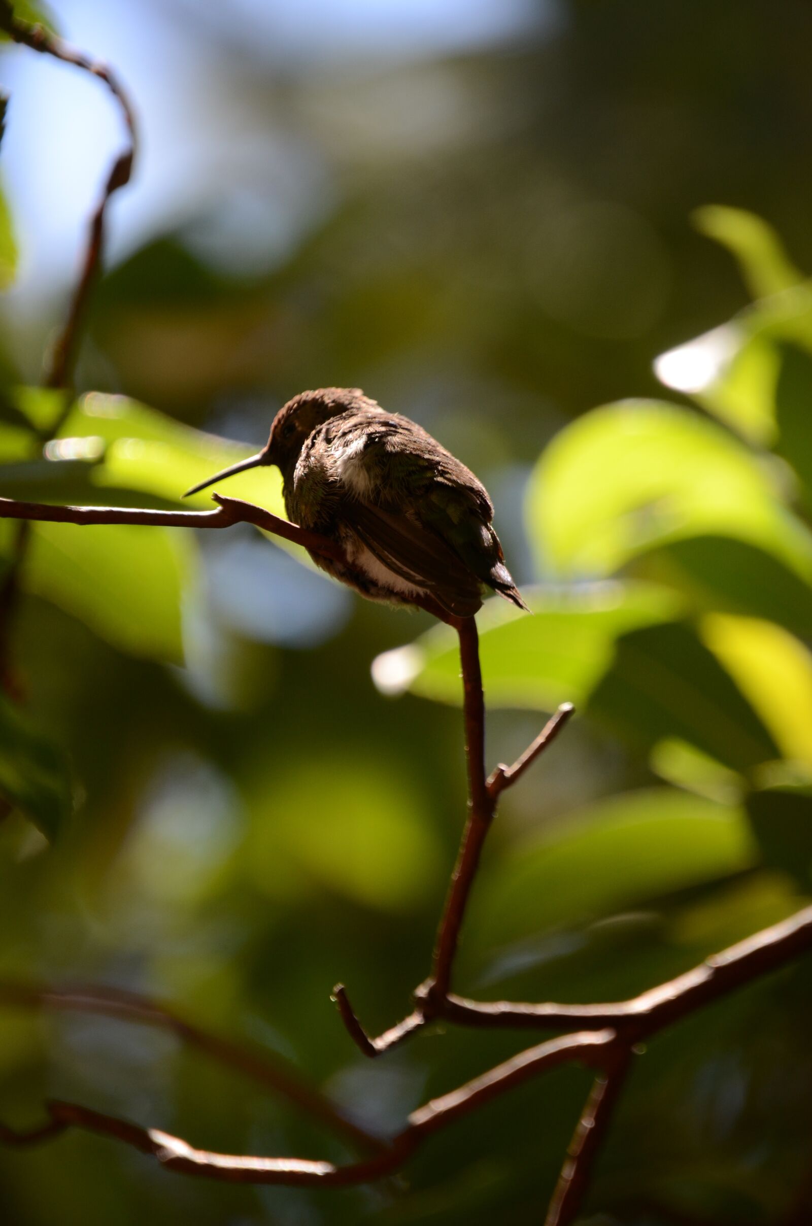 Nikon D7000 sample photo. Hummingbird, tree, branch photography