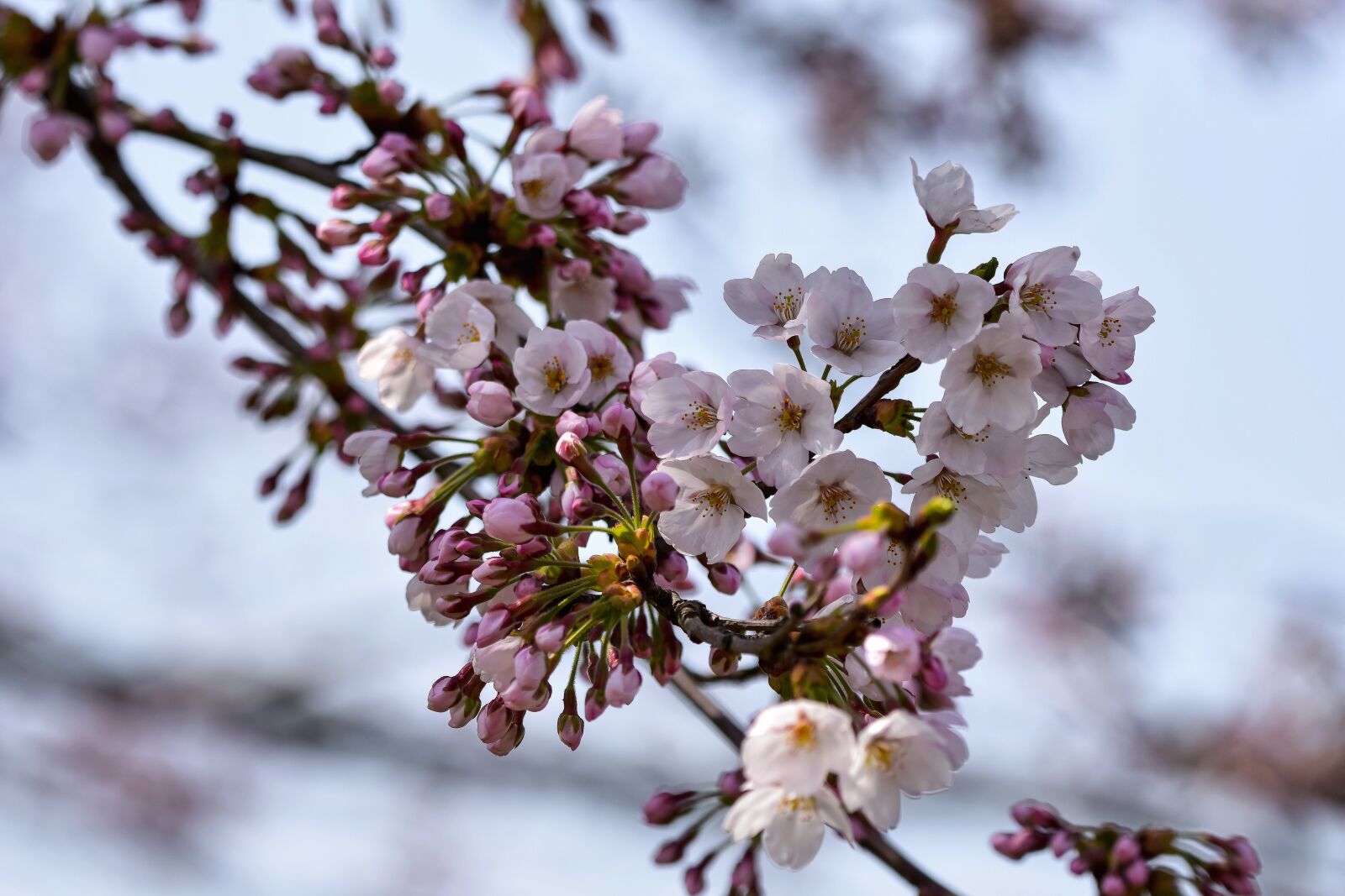 Nikon D7200 sample photo. Natural, landscape, plant photography