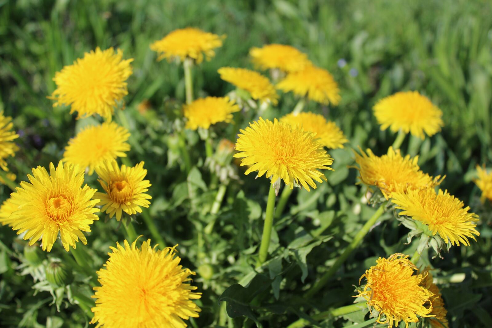 Canon EOS 1300D (EOS Rebel T6 / EOS Kiss X80) sample photo. Flowers, dandelion, nature photography