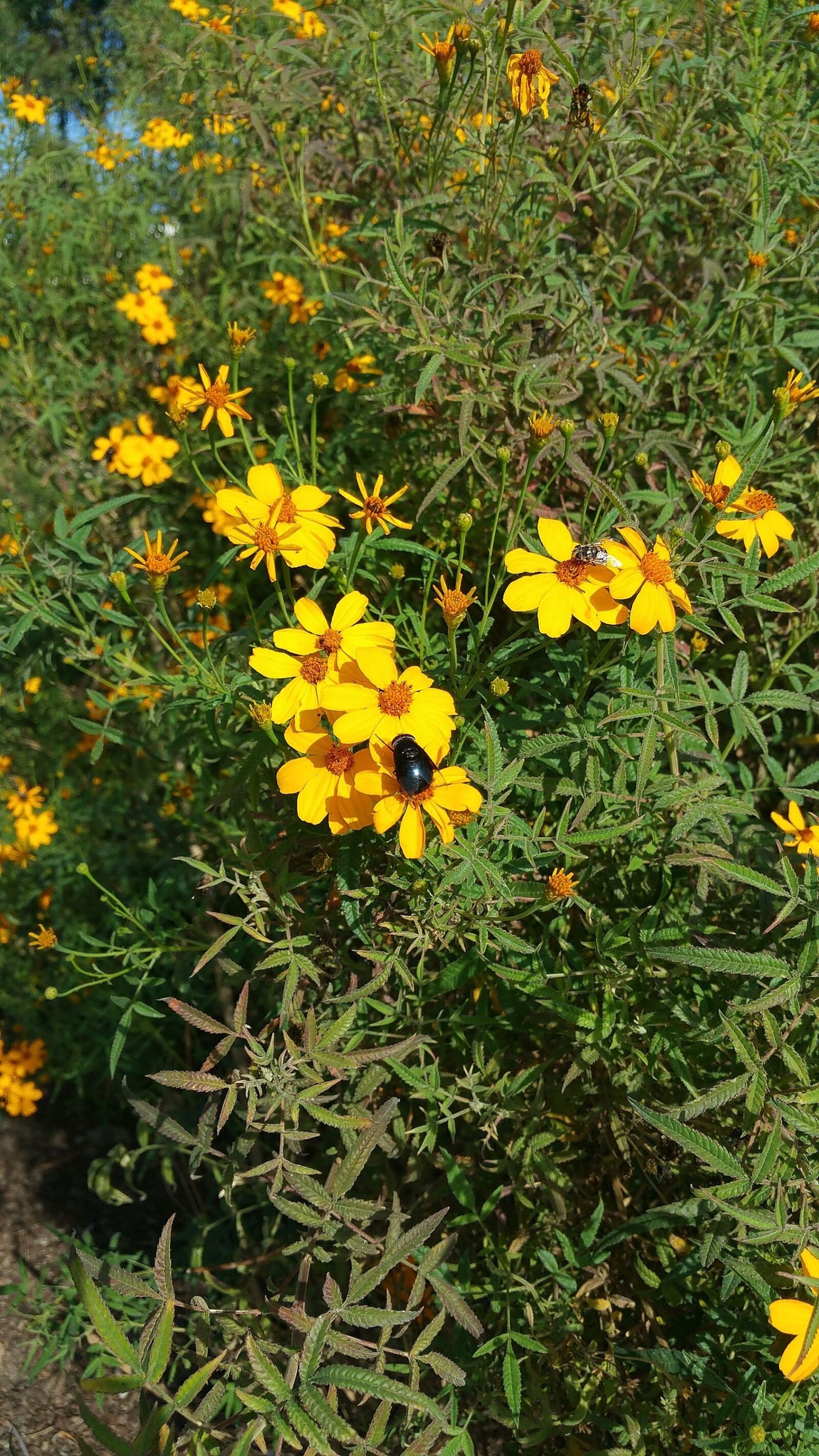Samsung Galaxy Note4 sample photo. Horsefly, nature, flowers photography