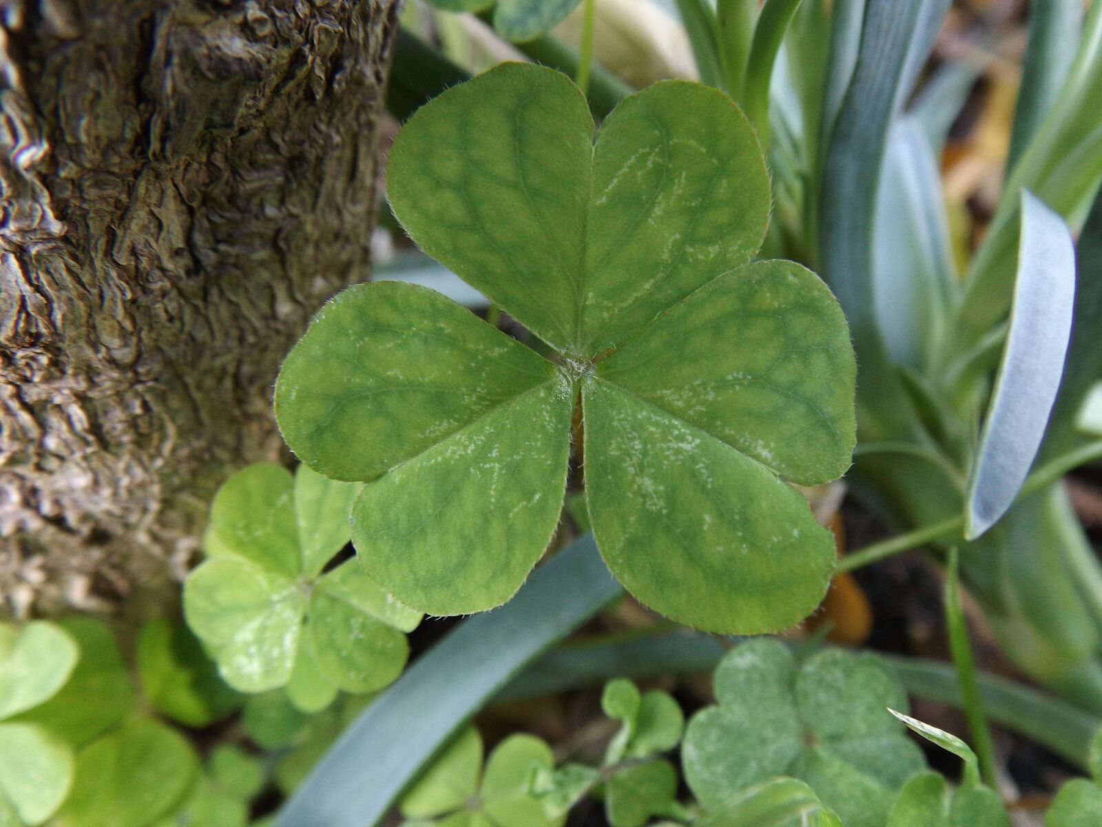 Fujifilm FinePix S4600 sample photo. Nature, green, clover photography