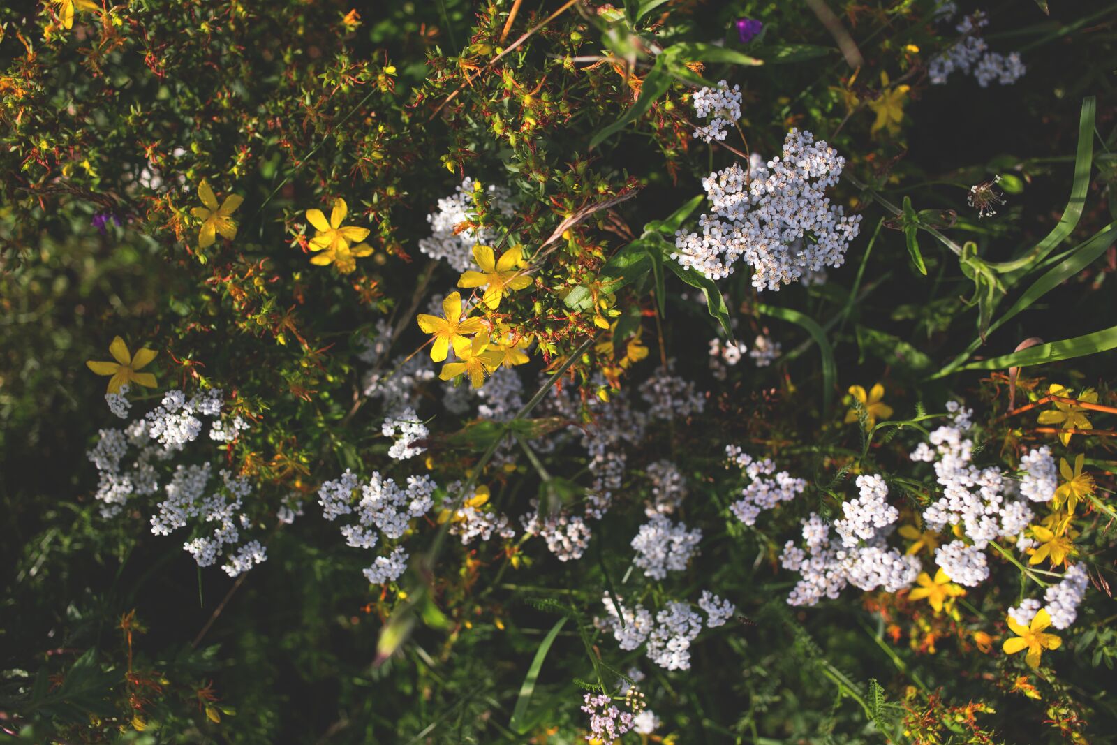Canon EF 40mm F2.8 STM sample photo. Nature, bloom, blooming photography