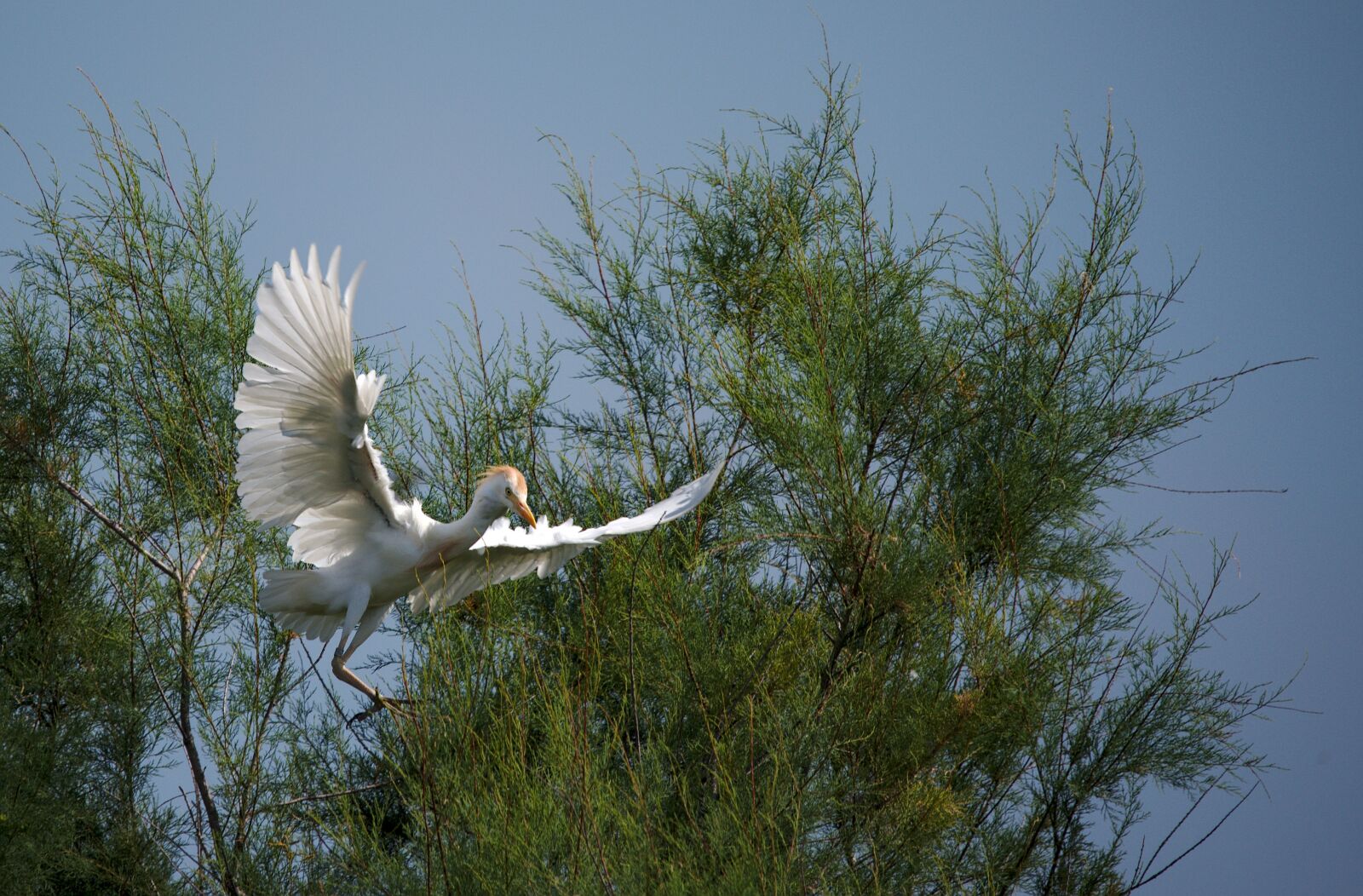 Nikon D750 sample photo. Heron, guard beef, camargue photography