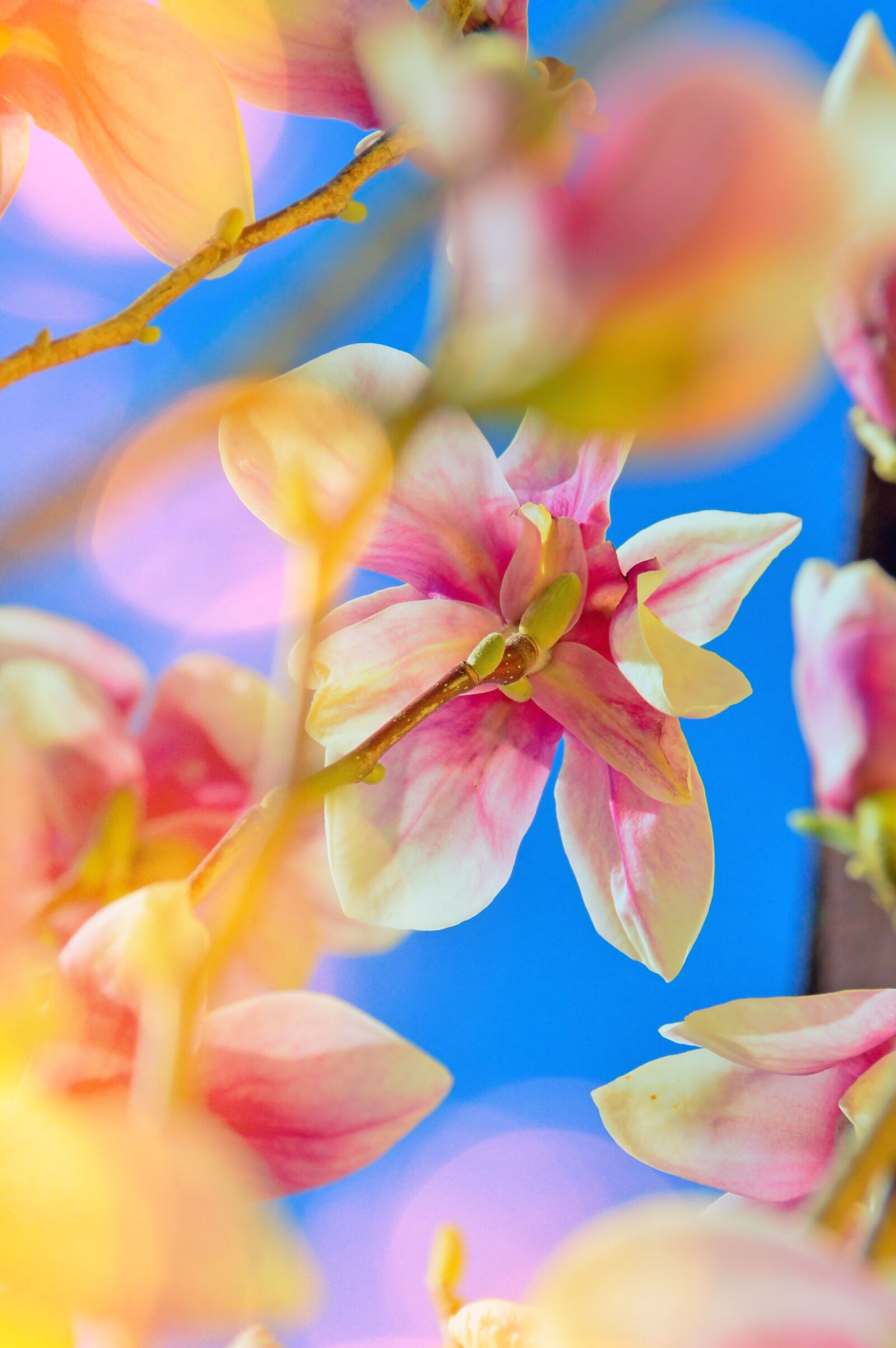 Nikon D3200 sample photo. Flower, plant, nature photography