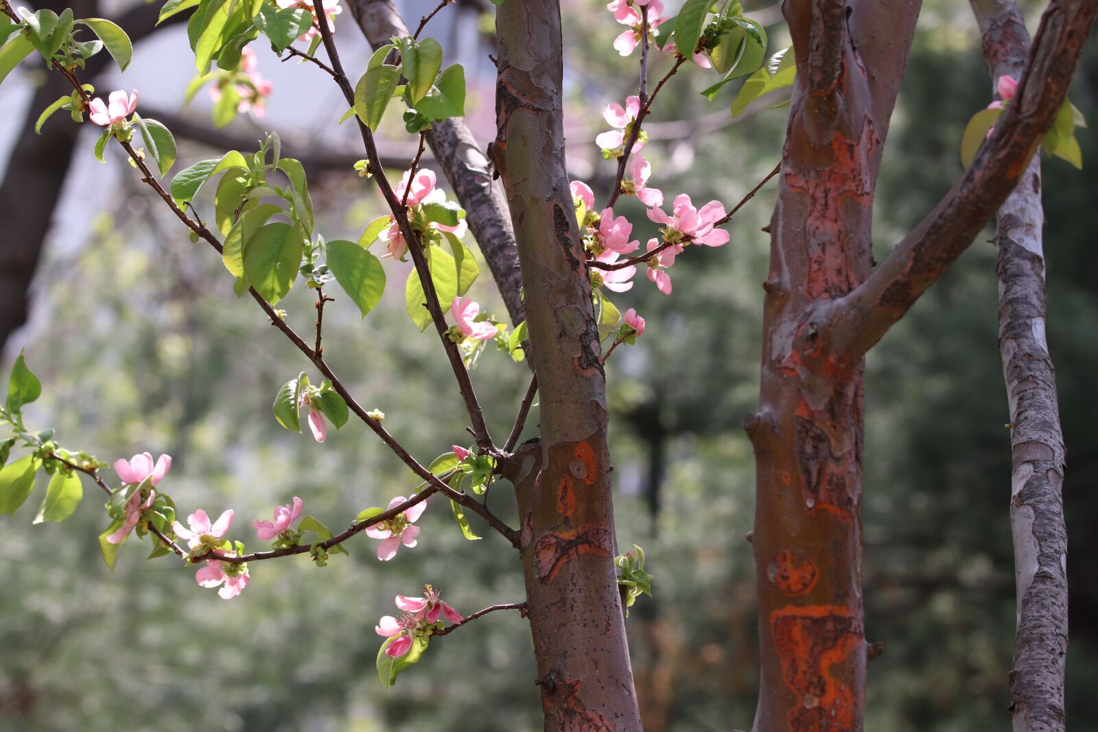 Canon EOS 800D (EOS Rebel T7i / EOS Kiss X9i) sample photo. Spring, spring flowers, nature photography