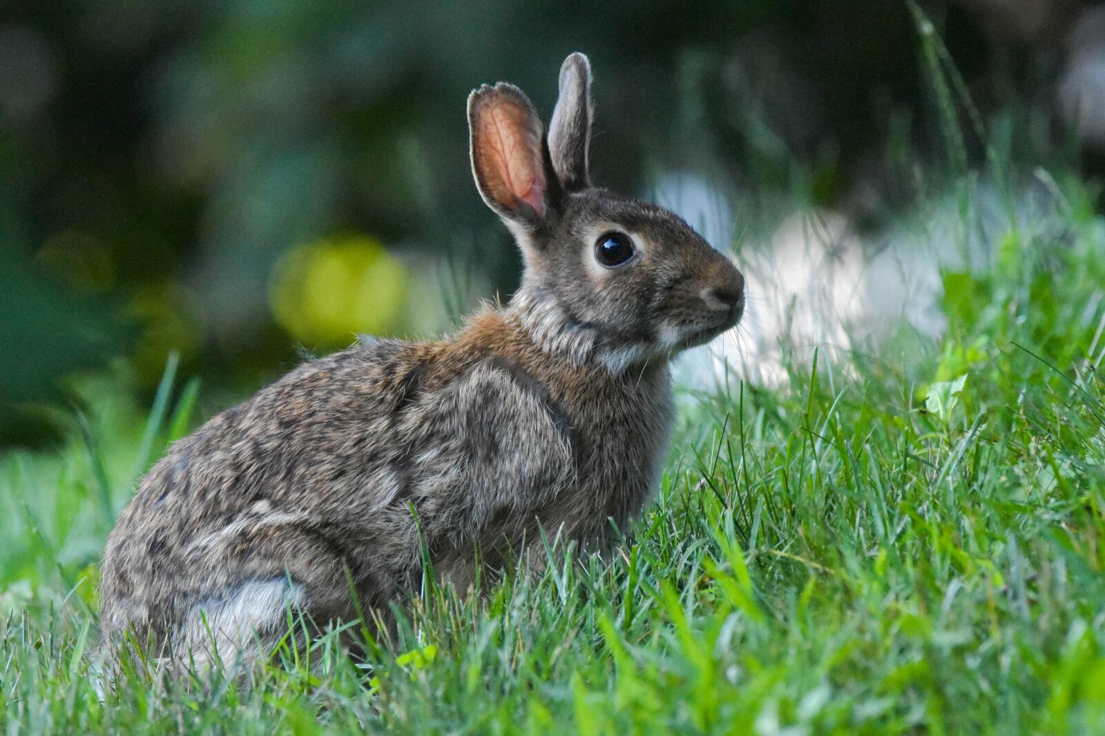 Nikon D3400 sample photo. Nature, wildlife, outdoors photography