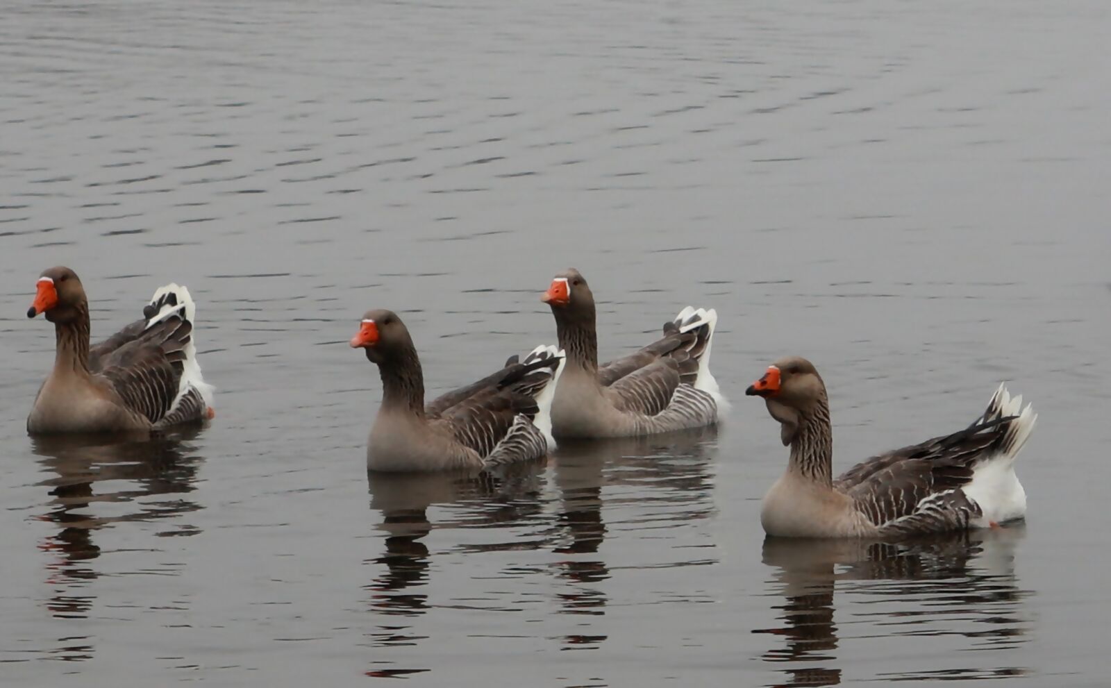 Canon PowerShot G1 X Mark III sample photo. Animals, geese water, wild photography