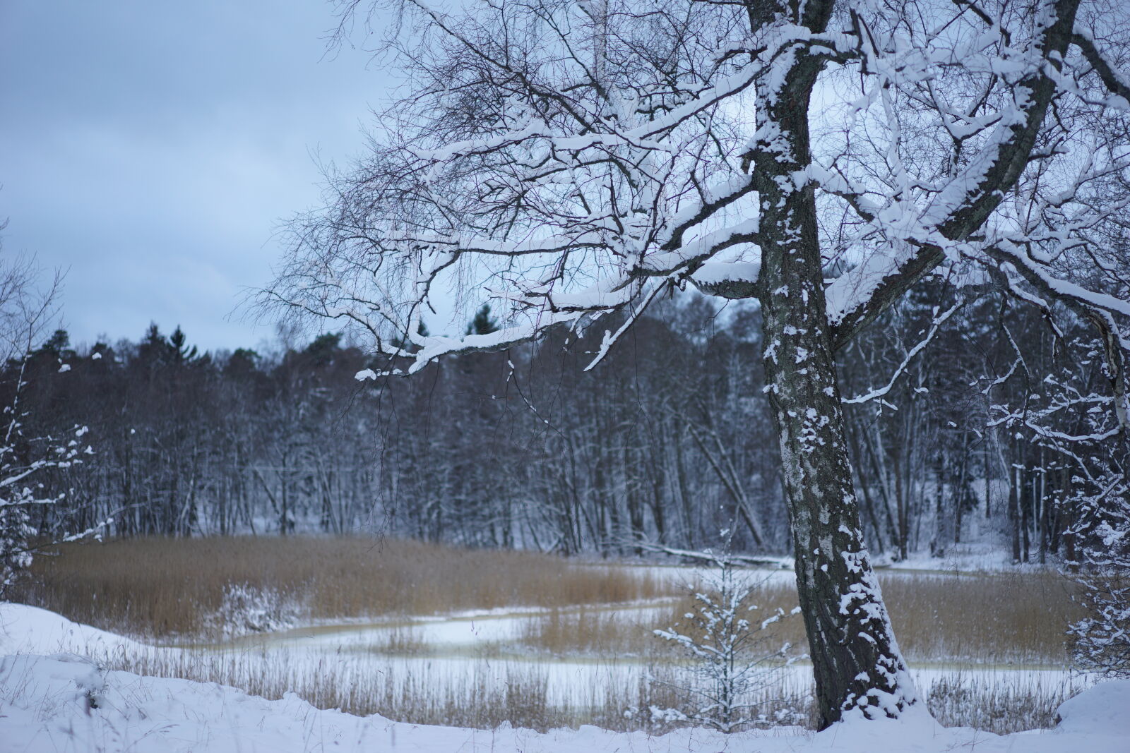 Sony Sonnar T* FE 55mm F1.8 ZA sample photo. Winter wonderland scenery photography