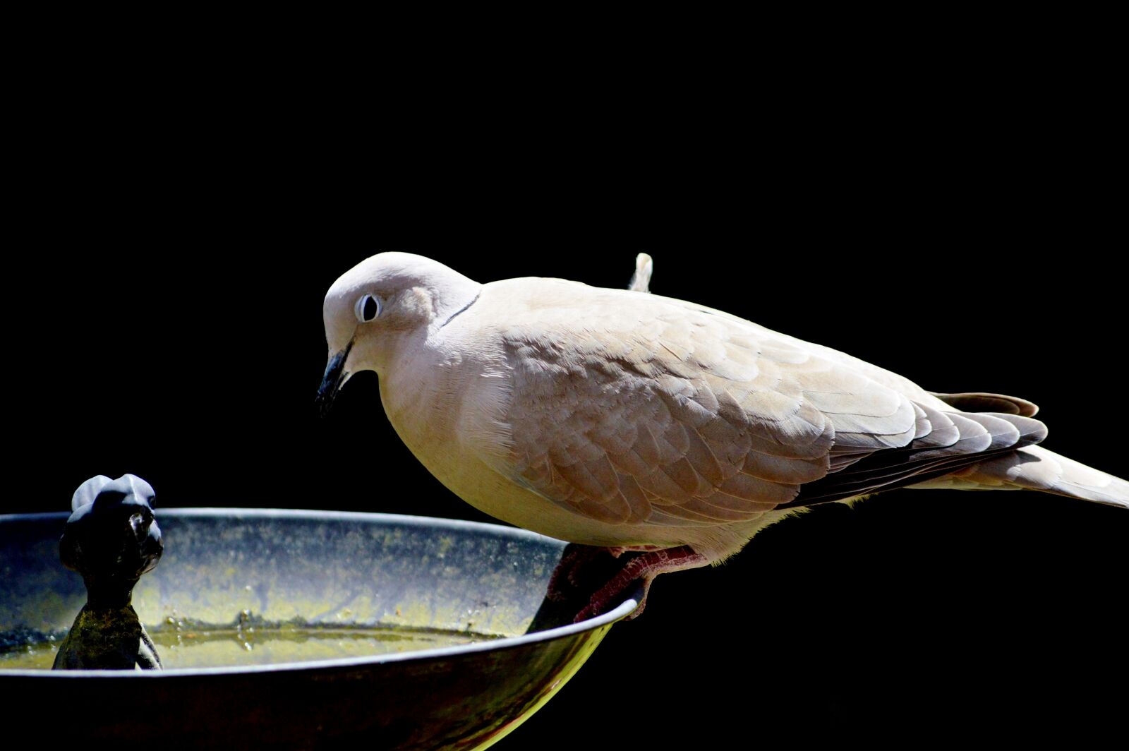 Nikon D3200 sample photo. Dove, bird, feather photography