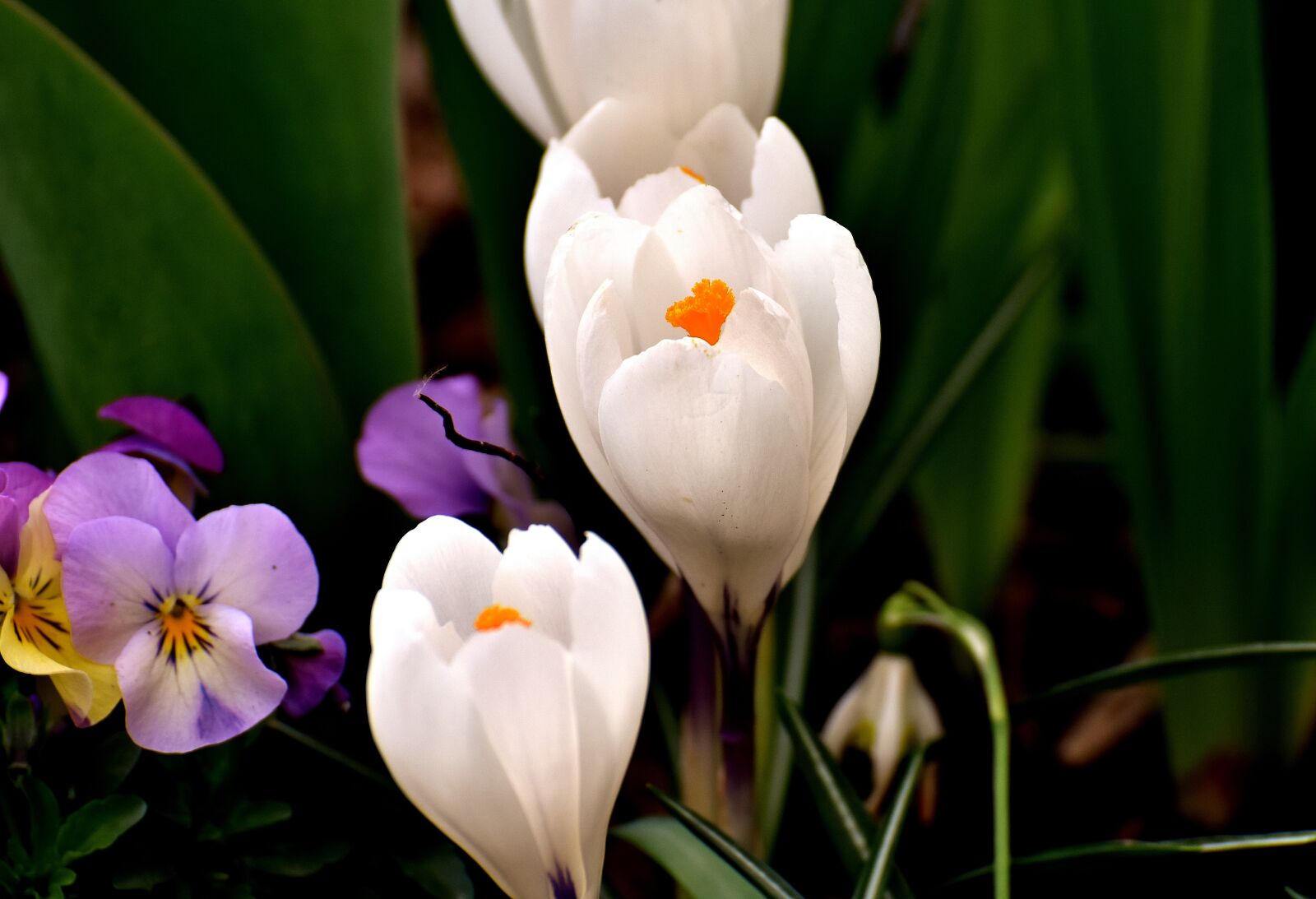 Nikon D7200 sample photo. Crocus, flower, white photography