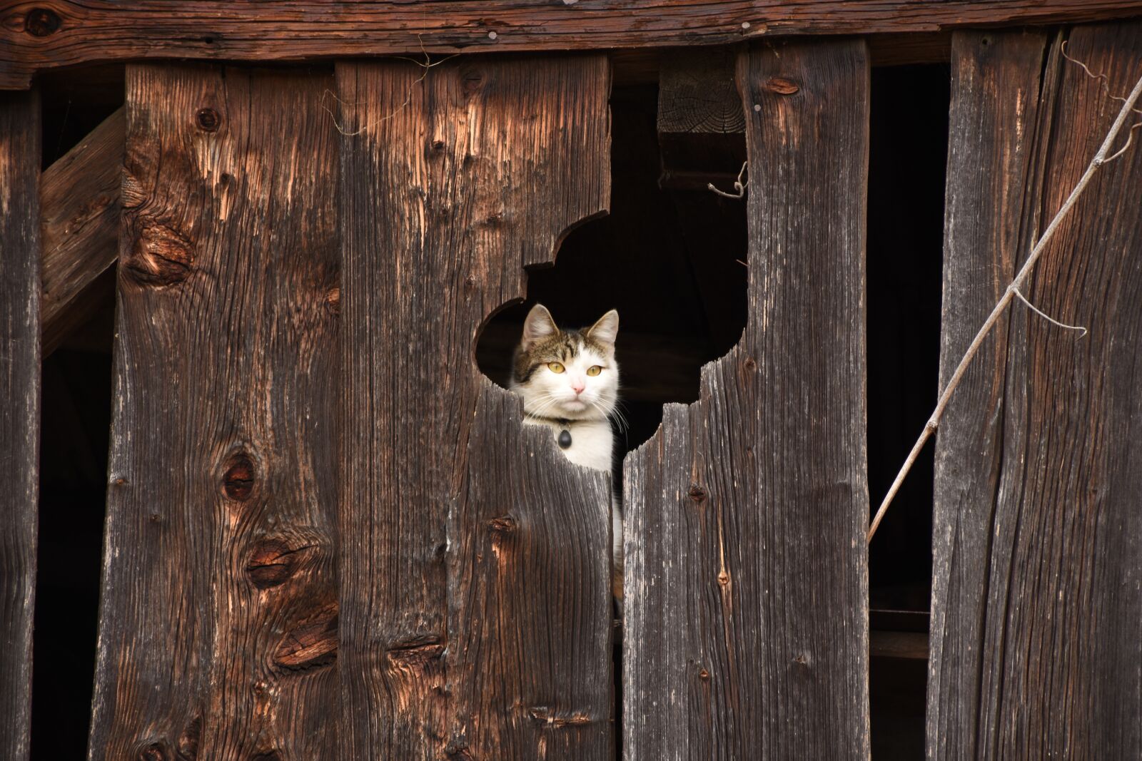 Nikon D7200 sample photo. Cat, barn, hiding place photography