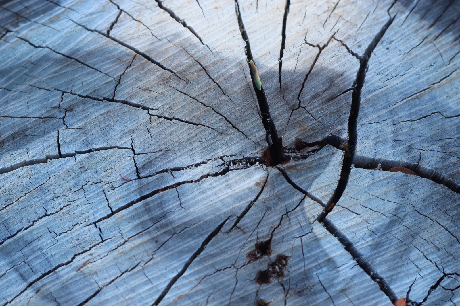 Canon EOS 600D (Rebel EOS T3i / EOS Kiss X5) + Canon EF 50mm F1.8 II sample photo. Trunk, tree, wood photography