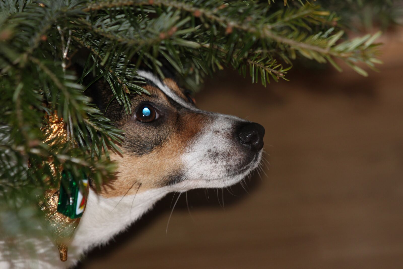 Canon EOS 500D (EOS Rebel T1i / EOS Kiss X3) sample photo. Dog, christmas tree, christmas photography