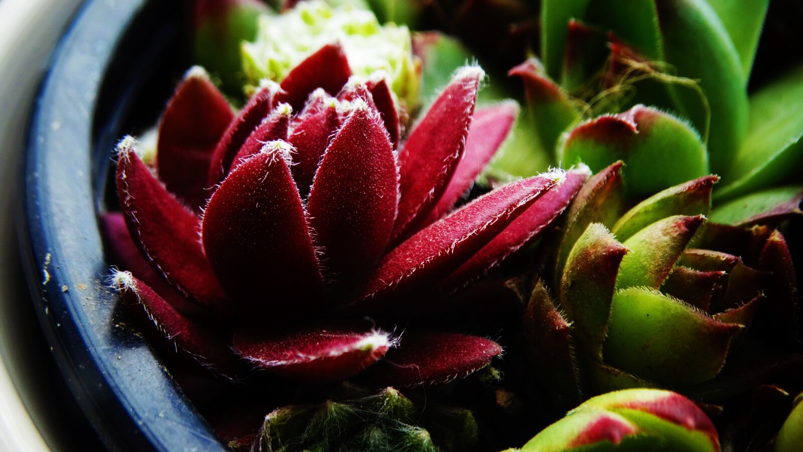 Sony Cyber-shot DSC-HX300 sample photo. Succulents, beautiful, garden photography
