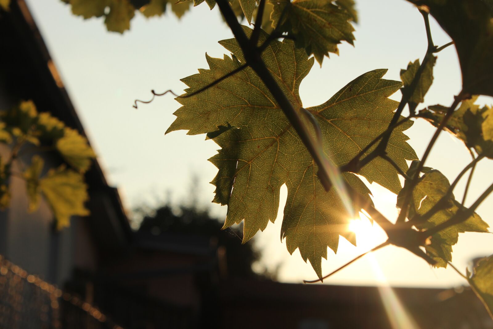 Canon EOS 600D (Rebel EOS T3i / EOS Kiss X5) sample photo. Leaf, tree, nature photography