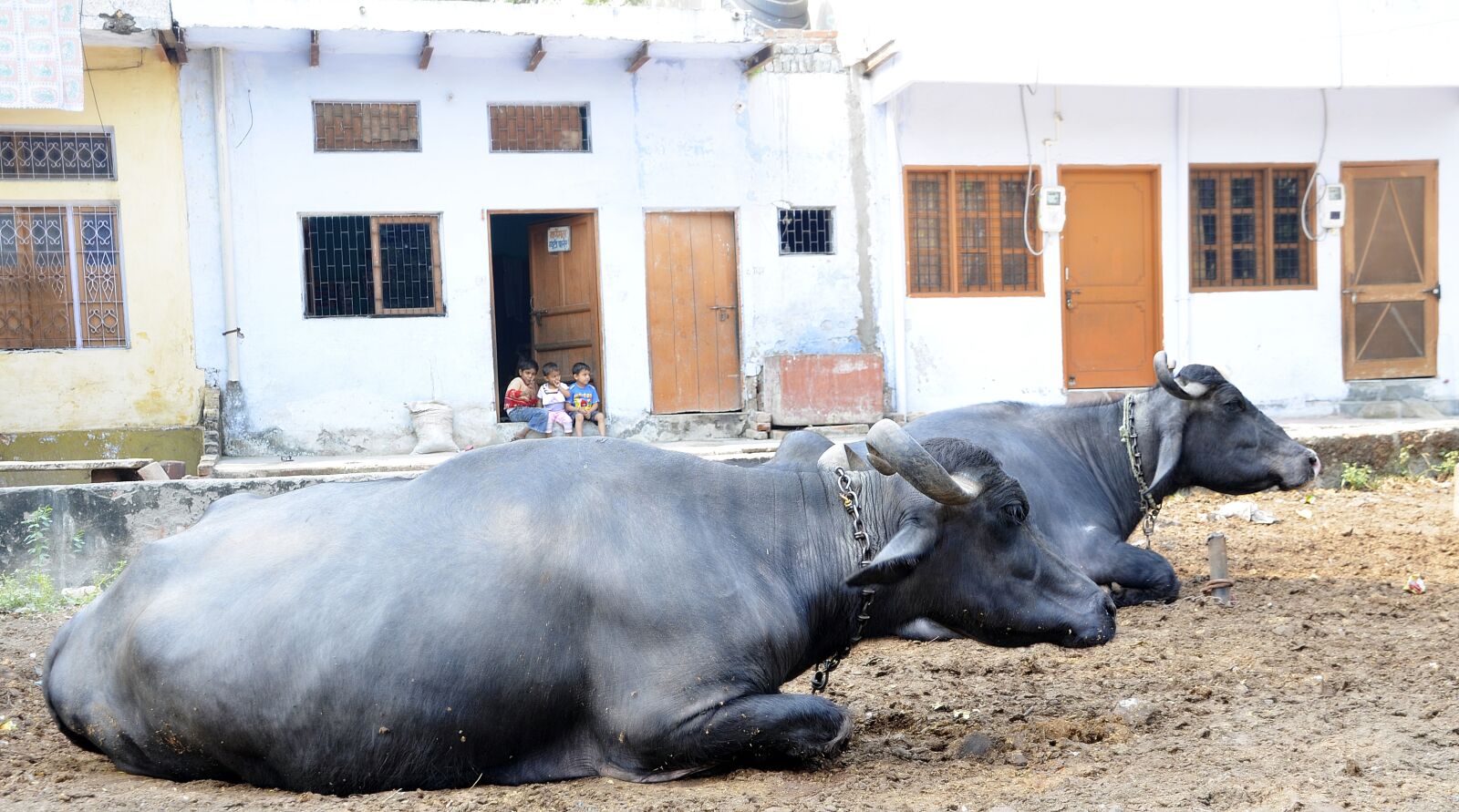 Nikon D5100 sample photo. Sacred, cows, animal photography