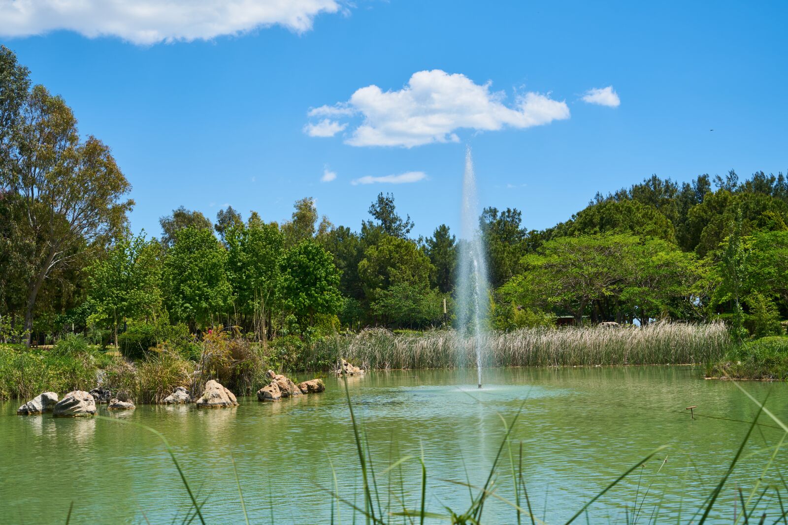 Sony a7R II sample photo. Park, forest, lake photography