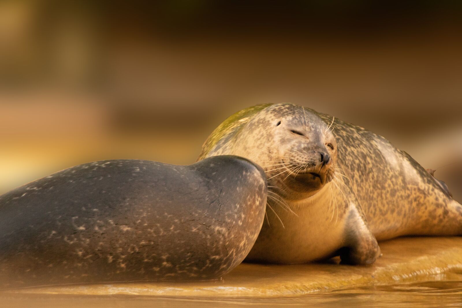 Canon EF 70-300 F4-5.6 IS II USM sample photo. Seals, tenderness, abendstimmung photography