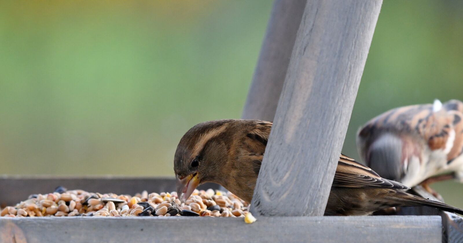 Nikon D500 sample photo. Bird, mus, bird feeder photography