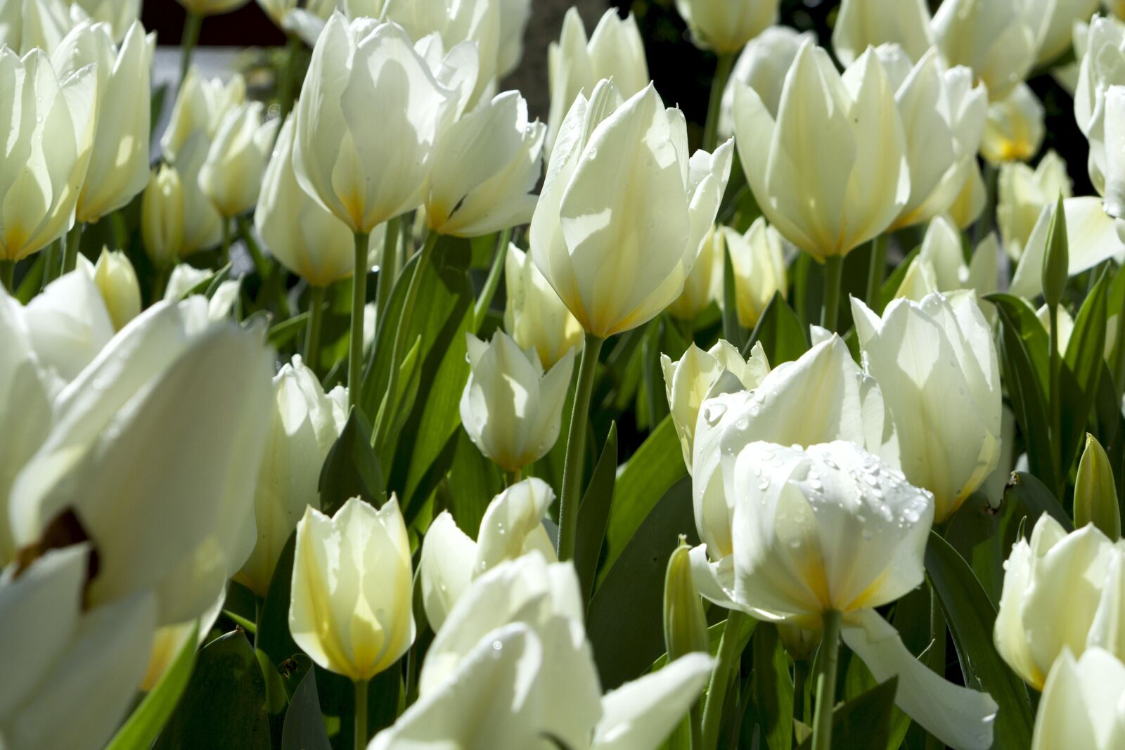 Canon EOS 350D (EOS Digital Rebel XT / EOS Kiss Digital N) sample photo. Tulip, flower, nature photography
