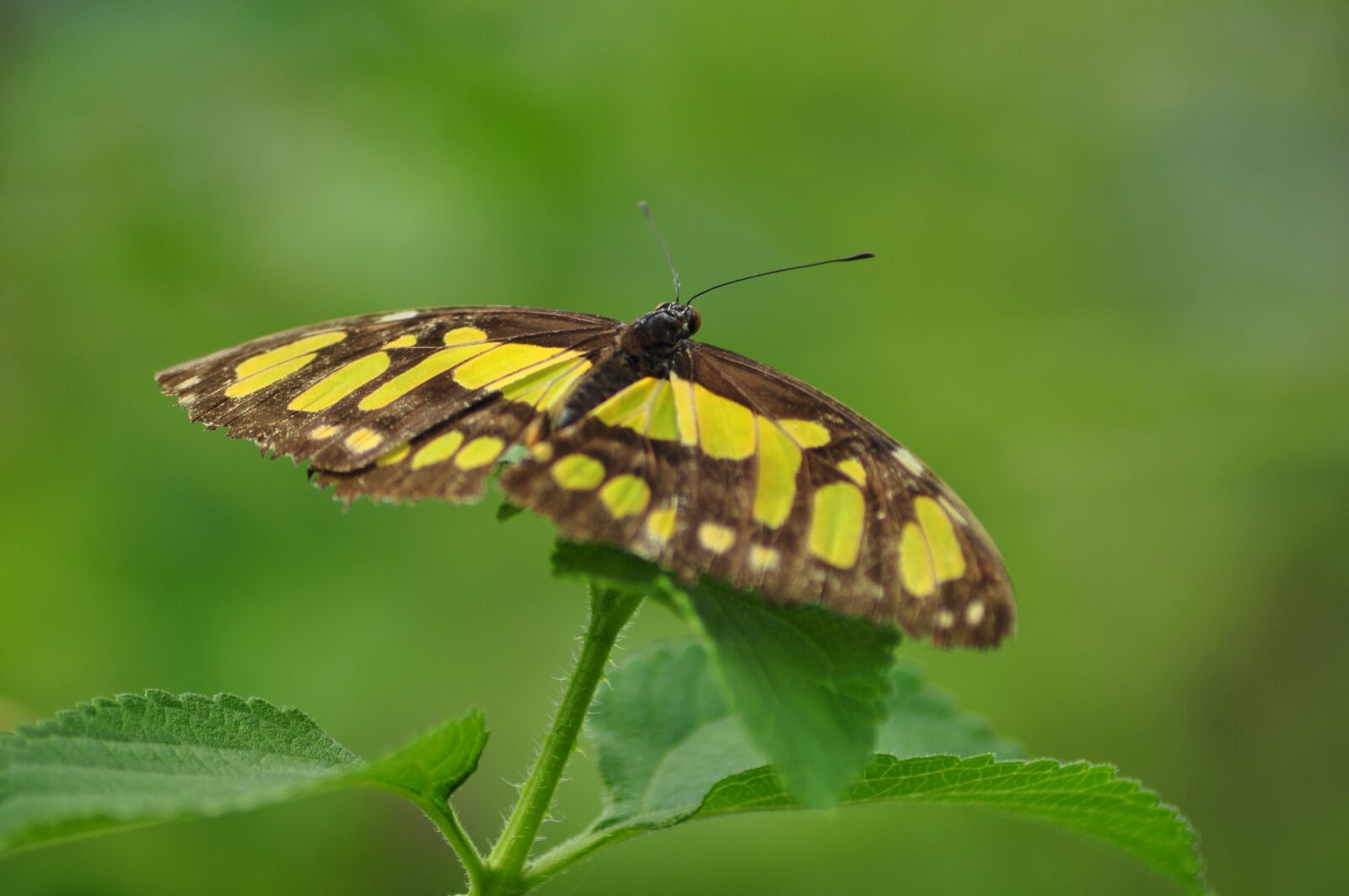 Nikon D90 sample photo. Butterfly, zoo, butterflies photography
