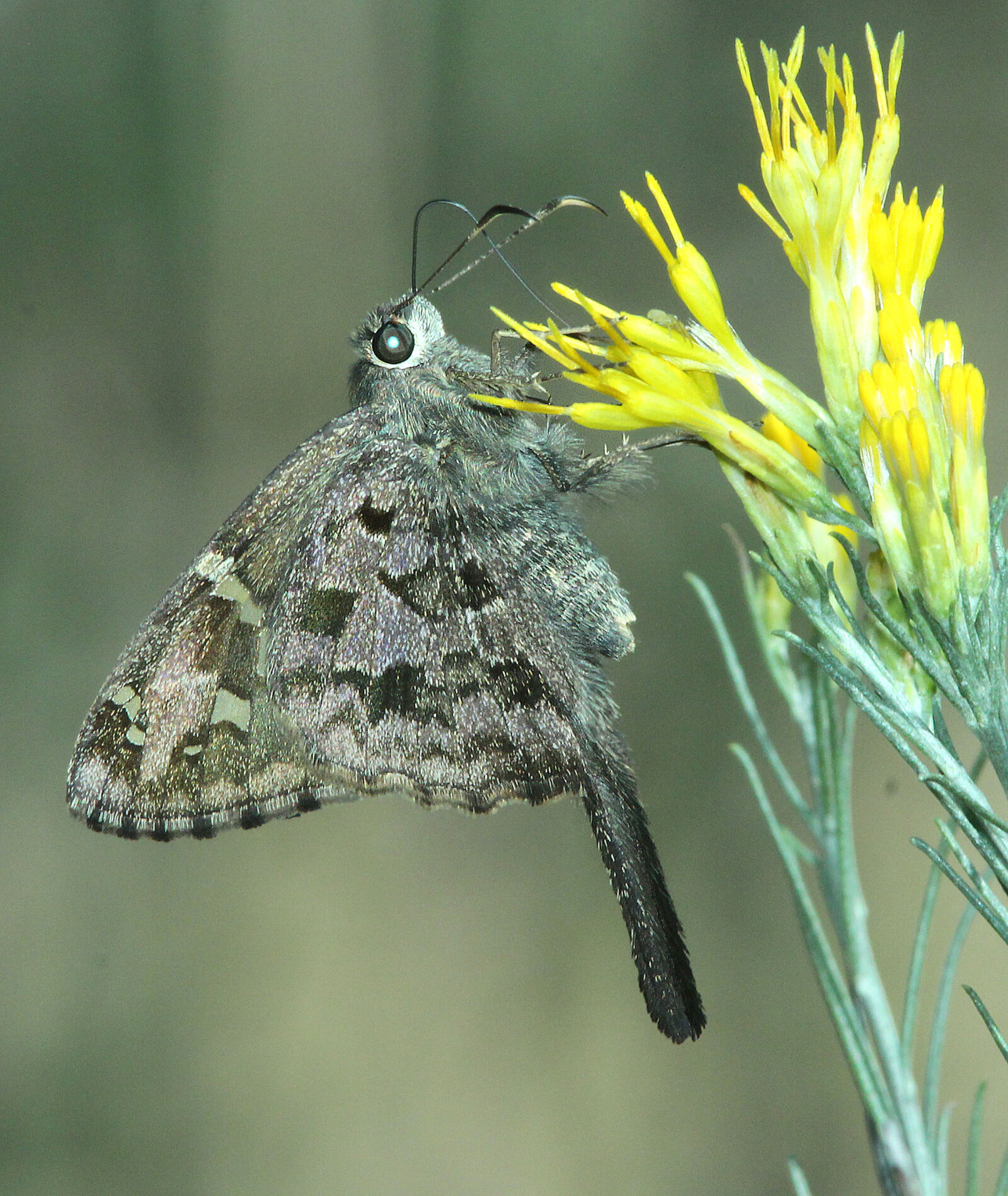 Canon EF 300mm F4L IS USM sample photo