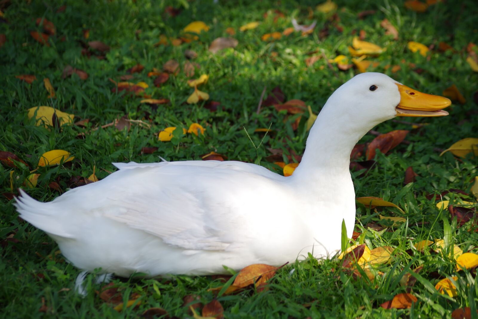 Pentax K-S2 sample photo. Goose, bill, bird photography