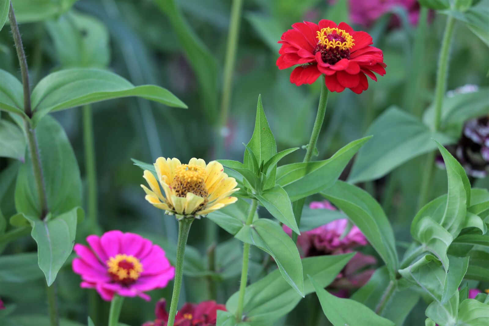 Canon EF 70-300 F4-5.6 IS II USM sample photo. Purple, yellow, red photography