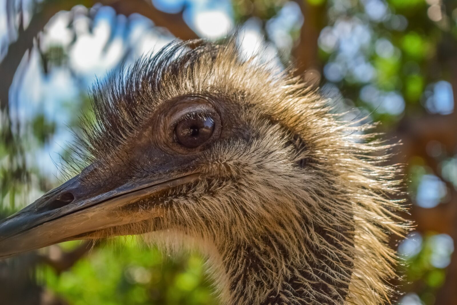 Nikon D3300 sample photo. Ostrich, bird, eye photography