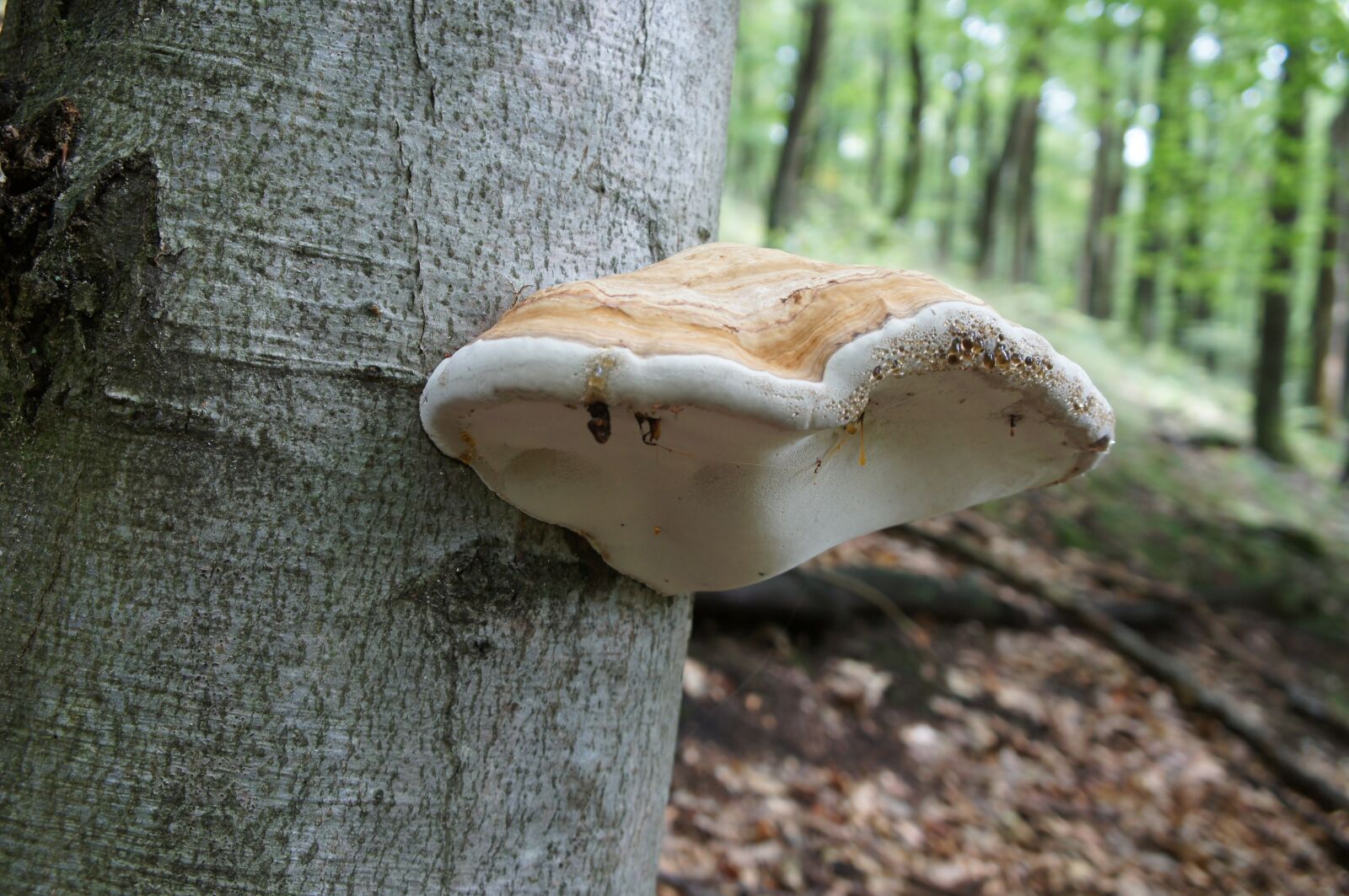 Sony Alpha NEX-C3 + Sony E 18-55mm F3.5-5.6 OSS sample photo. Sponge, on the tree photography
