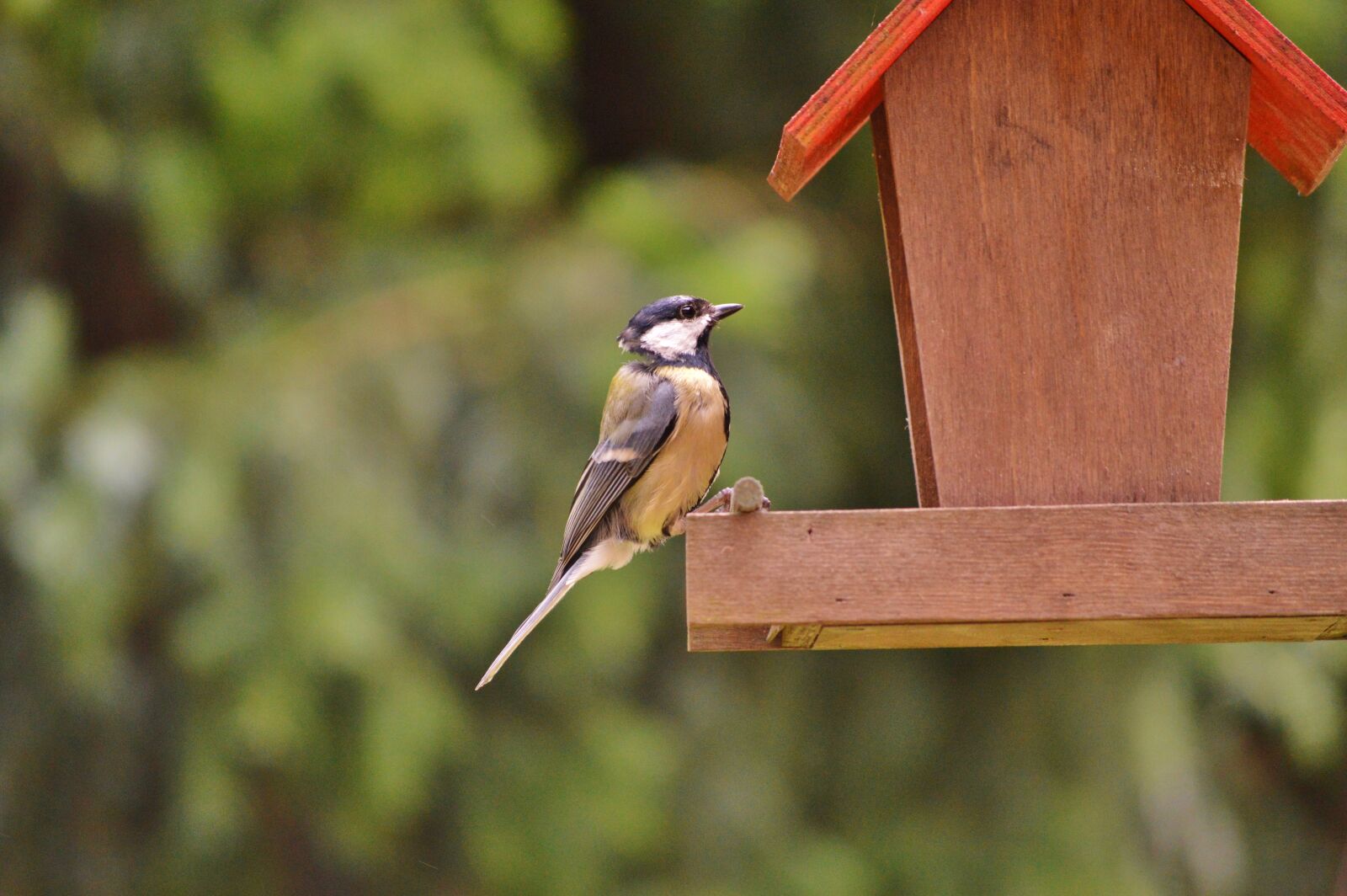 Nikon D3200 sample photo. Tit, bird, foraging photography