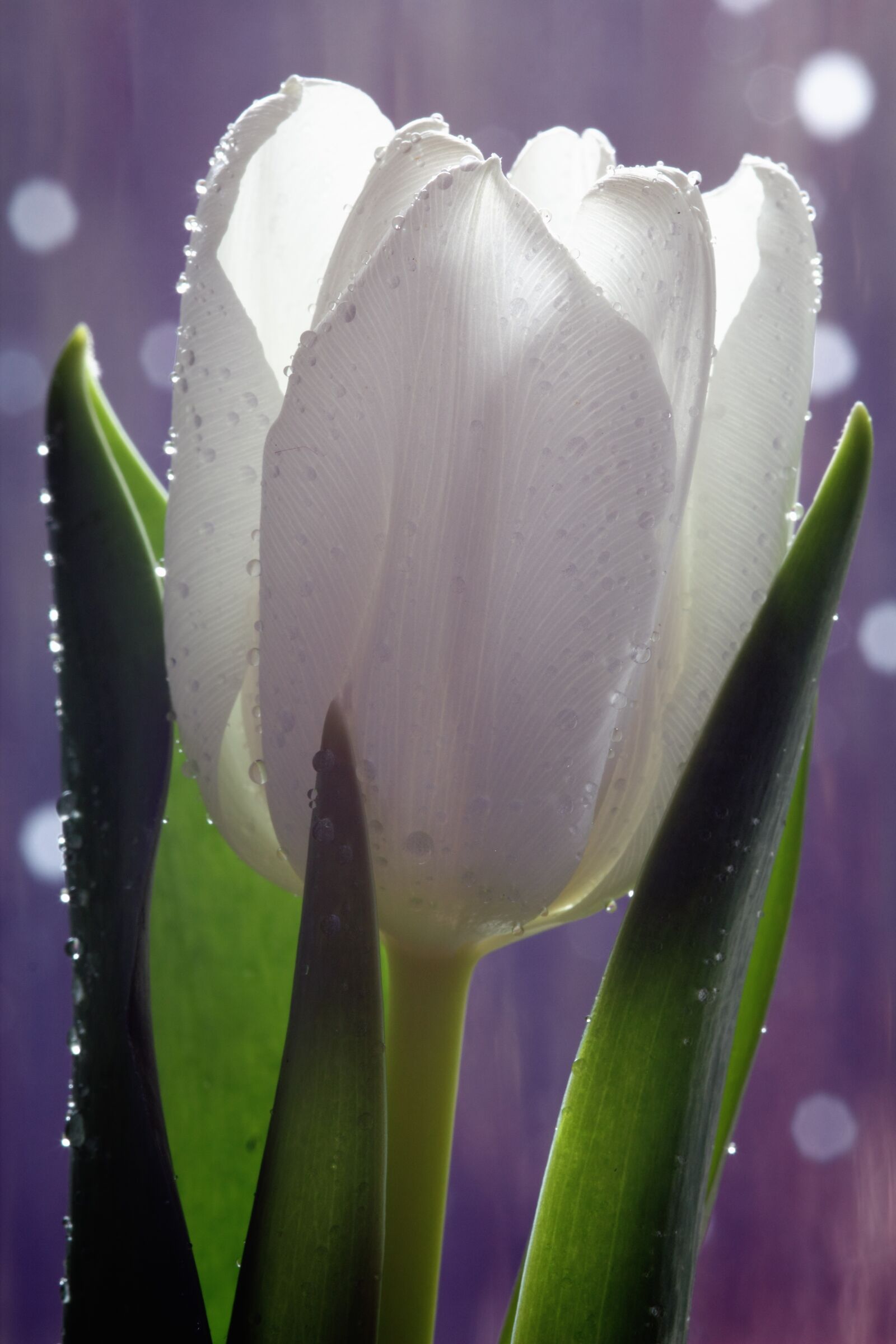 Canon EOS 550D (EOS Rebel T2i / EOS Kiss X4) sample photo. Botant, dew, dewdrops, drops photography