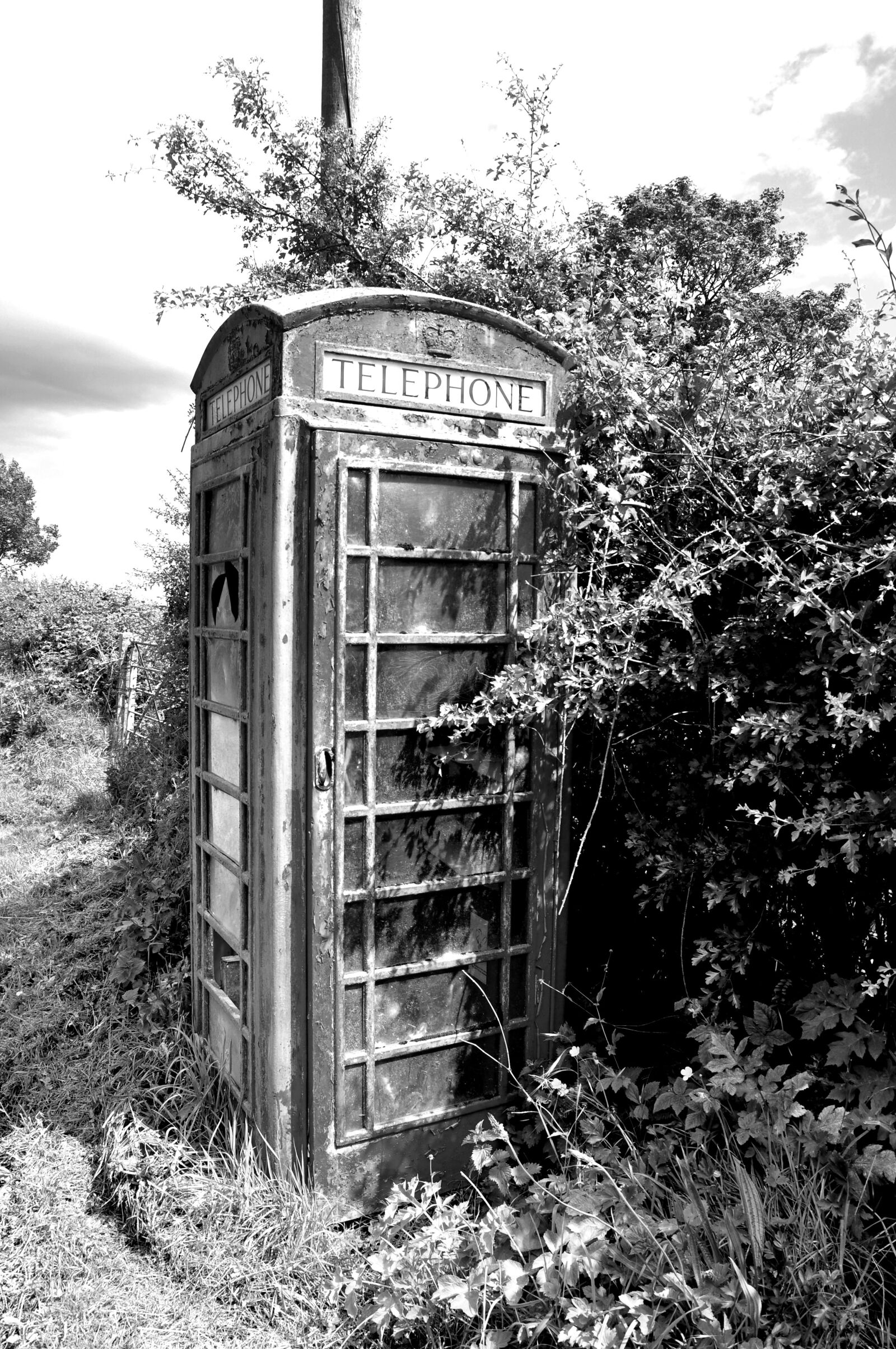 Nikon D90 sample photo. Phone, trees, irish photography