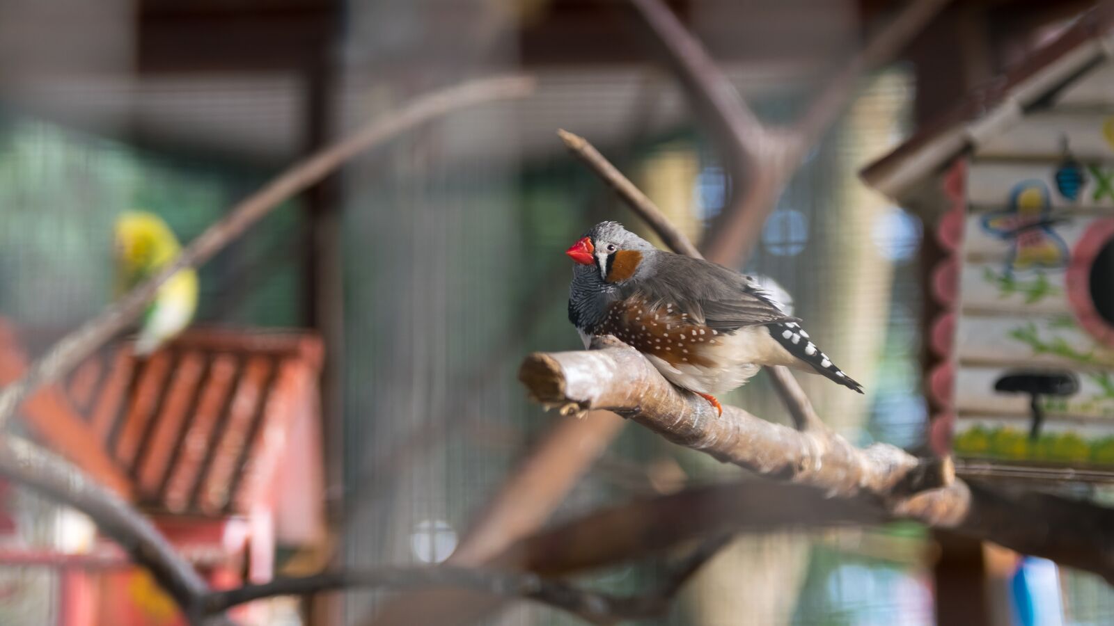 Nikon D5300 sample photo. Animals, birds, elegant photography