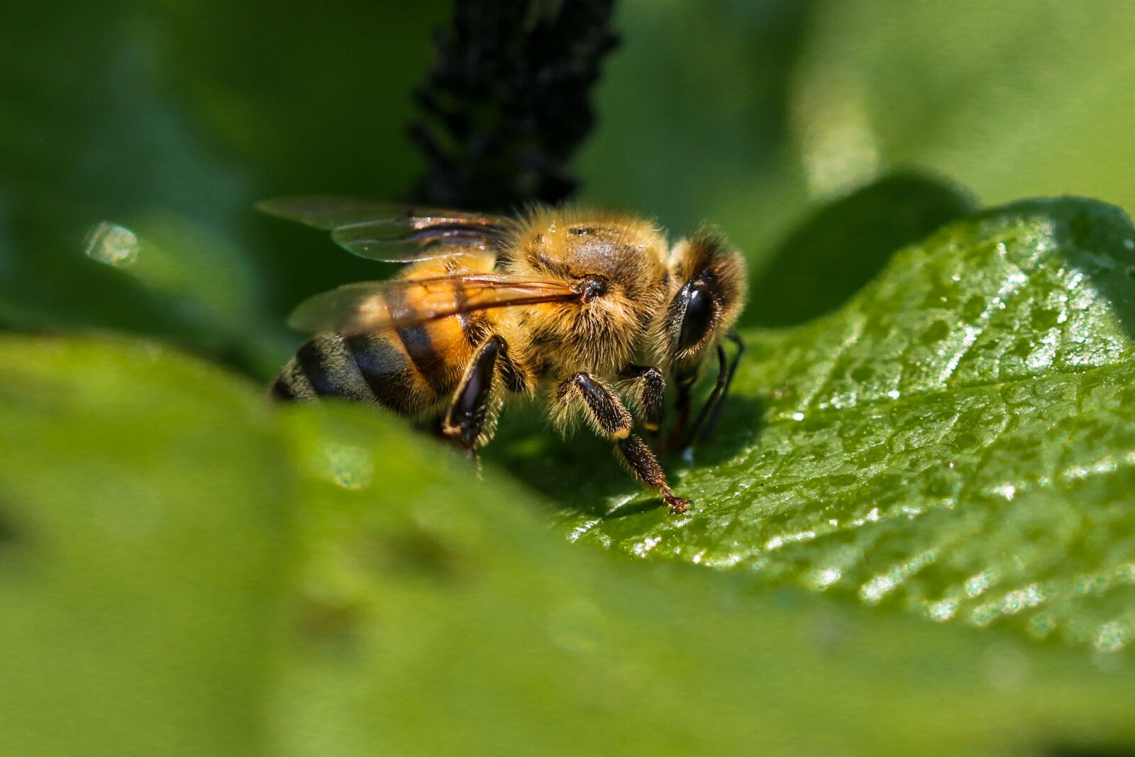 Canon EOS 70D sample photo. Animals, bee, insect photography