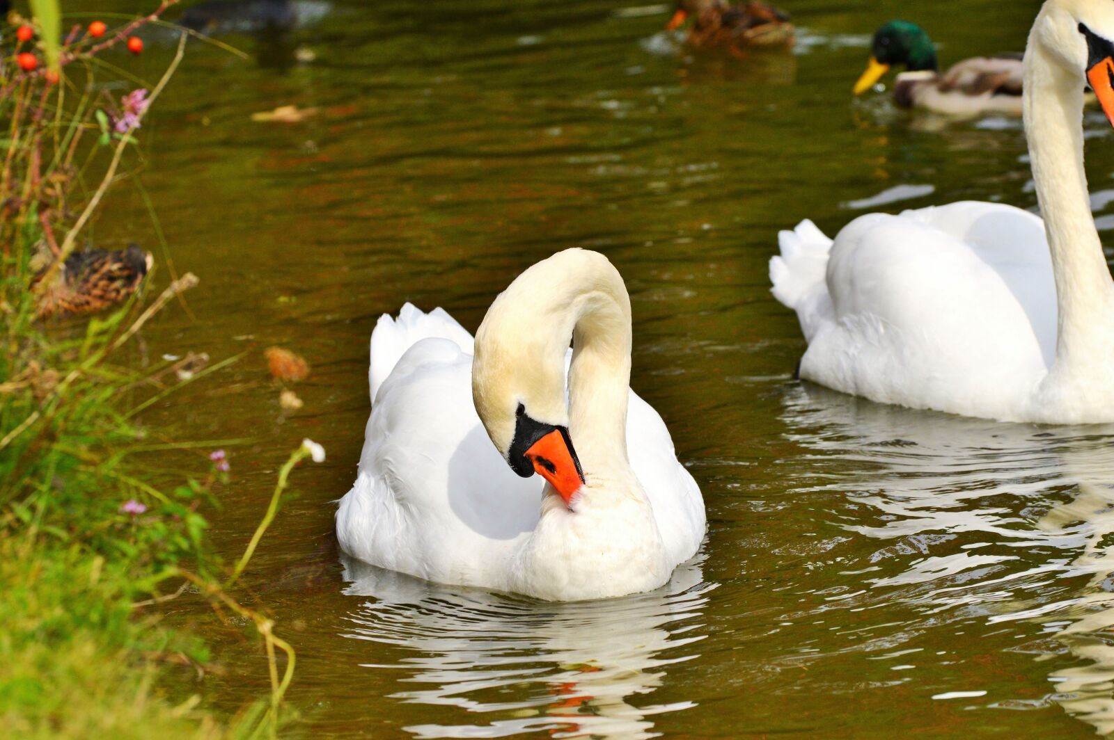 Nikon D3200 sample photo. Swan, swan head, water photography