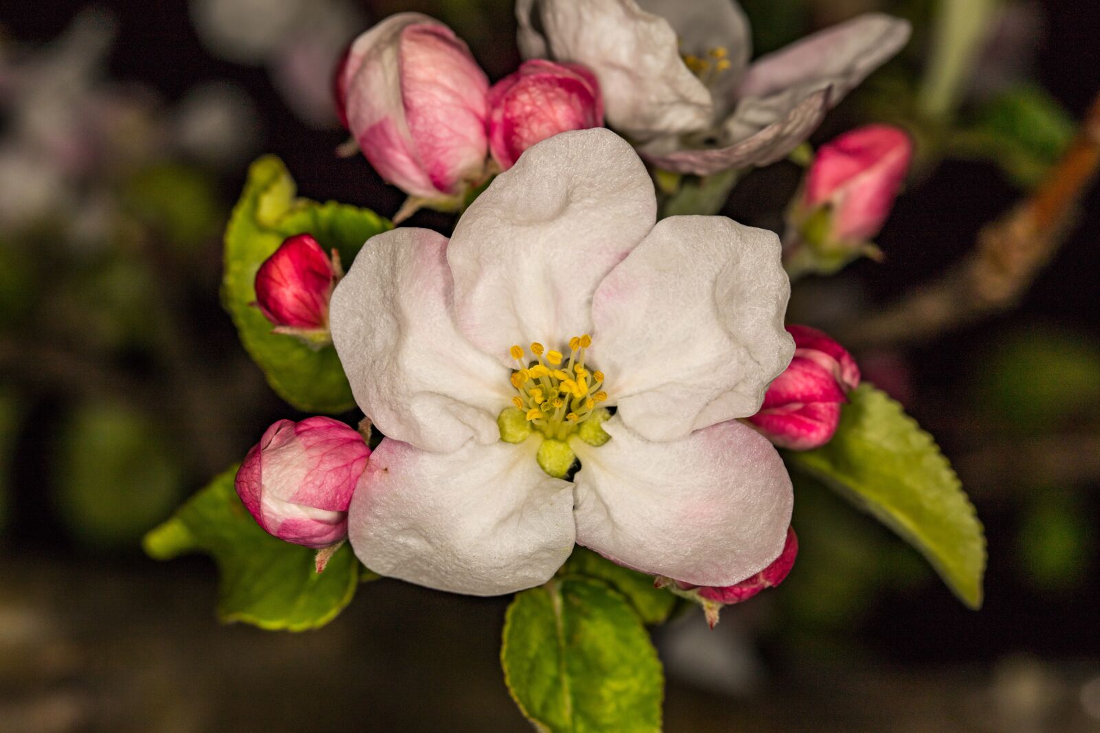 Canon EOS 6D Mark II sample photo. Apple blossom, blooms at photography