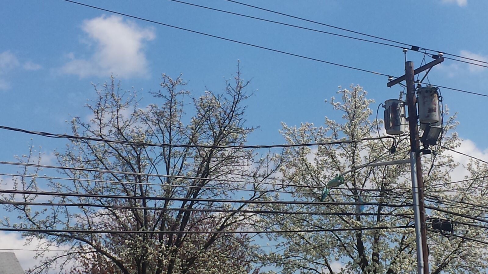 Samsung Galaxy S4 sample photo. Spring, trees, sky photography