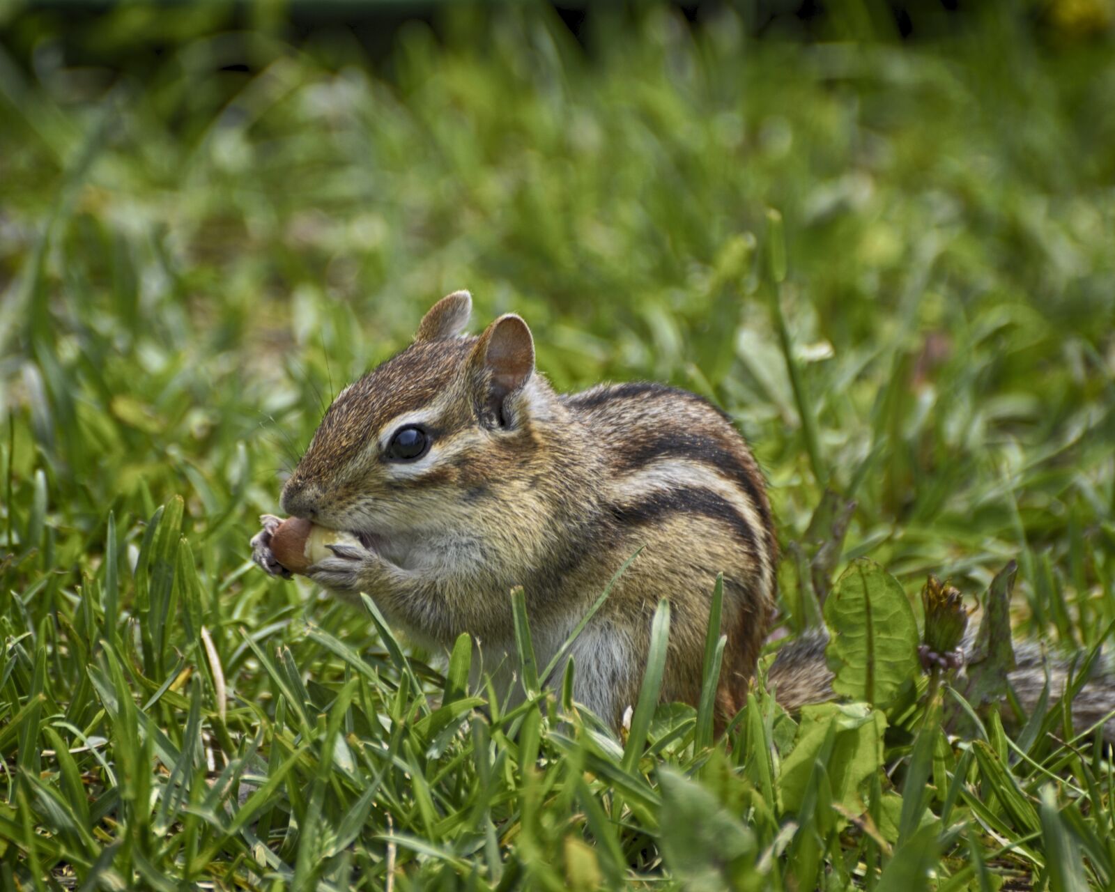 Nikon D7000 sample photo. Hungry chipmunk, green grass photography