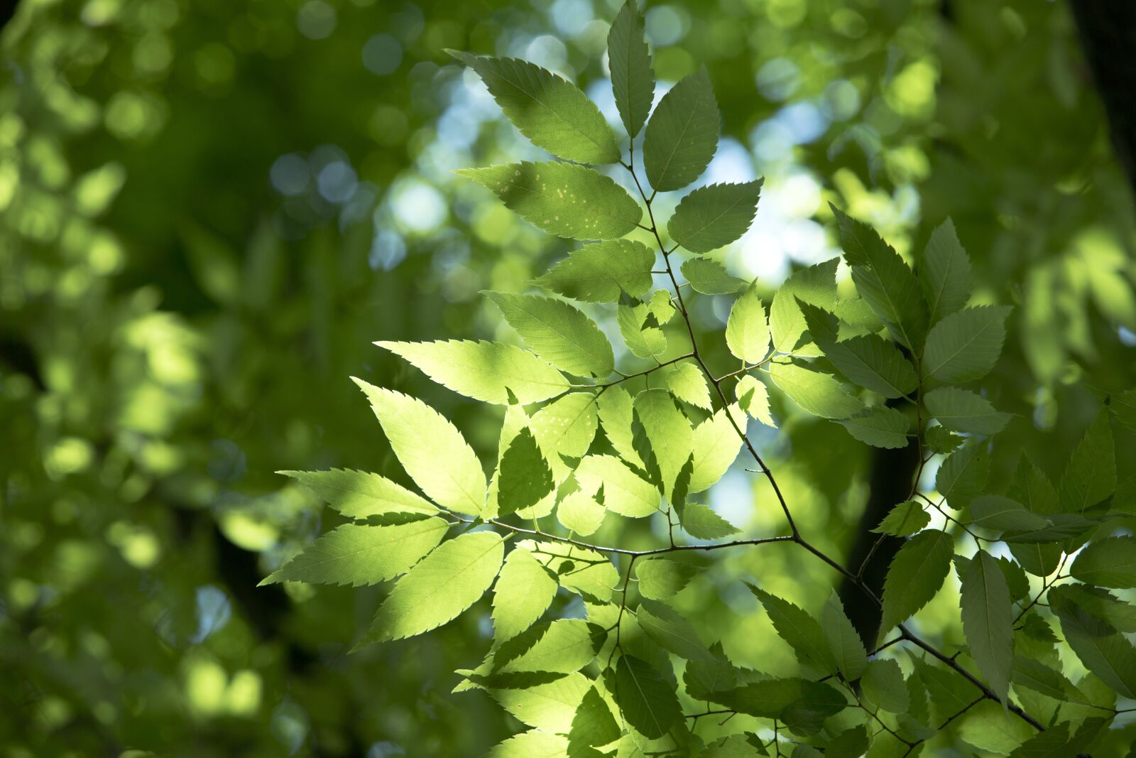 Canon EOS 6D Mark II sample photo. The leaves, state of photography