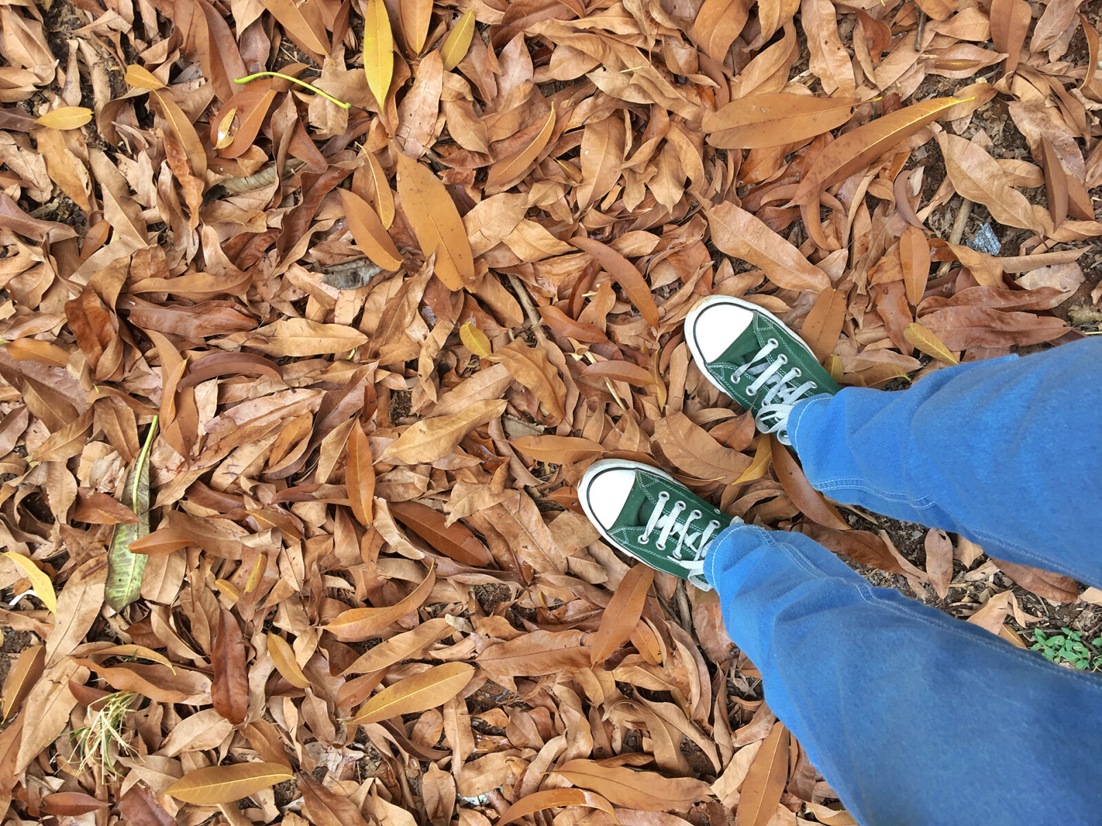 Apple iPhone 6s sample photo. Autumn, leaves, blue, jeans photography