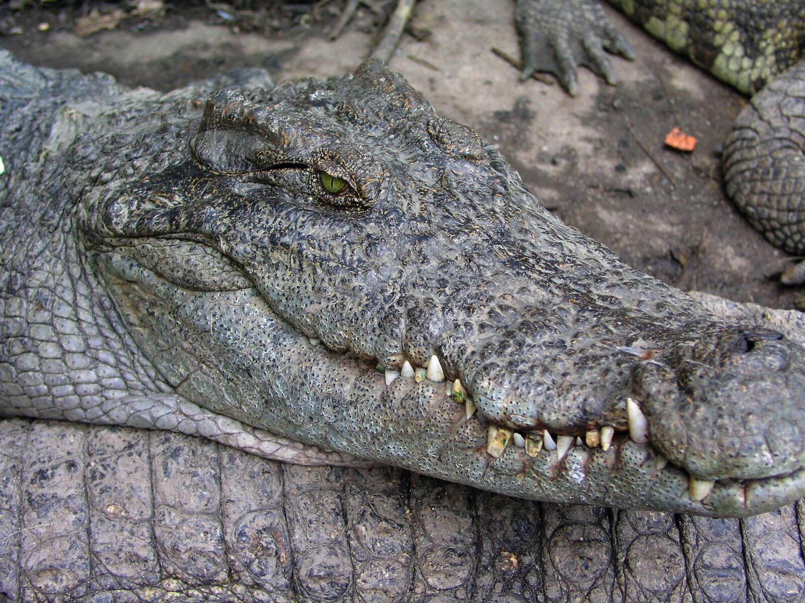 Olympus C5050Z sample photo. Crocodile, lizard, animals photography