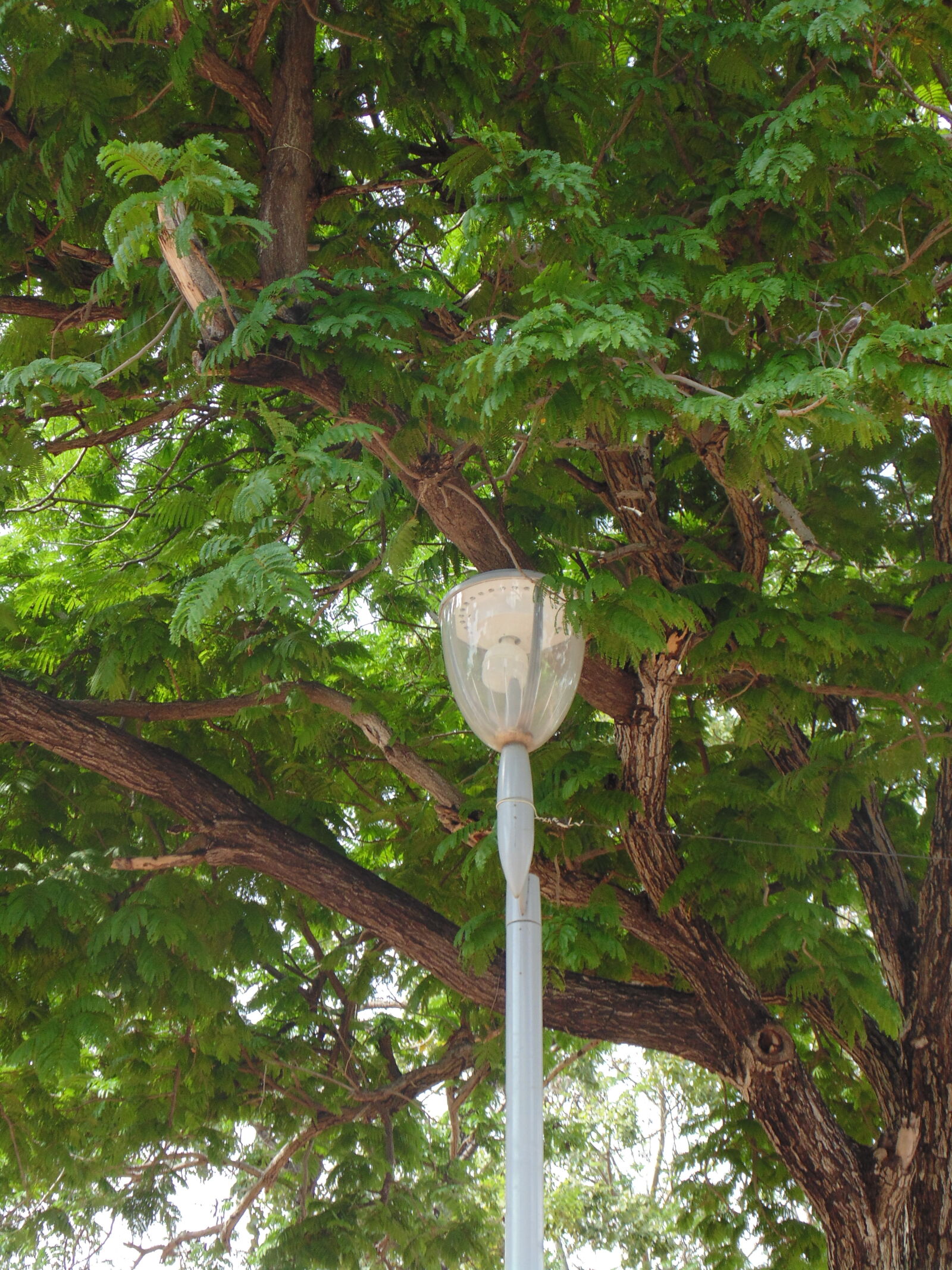 Sony Cyber-shot DSC-H200 sample photo